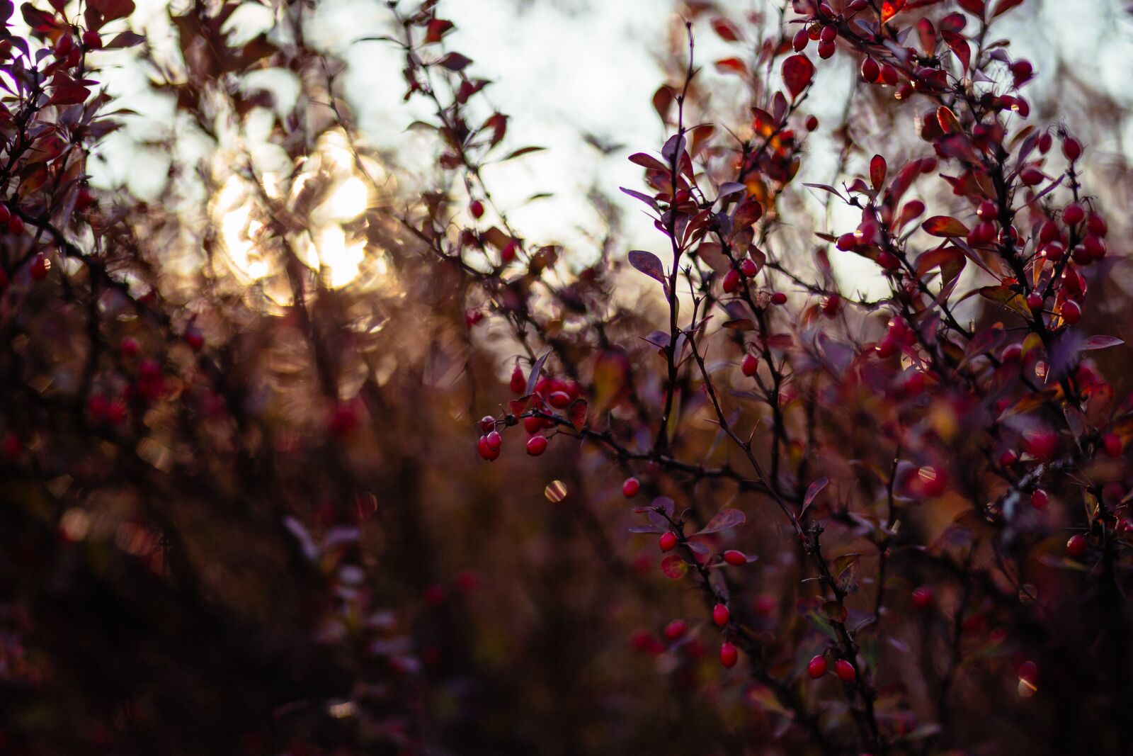 Canon EF 85mm F1.8 USM sample photo. Nature, autumn, barberry photography