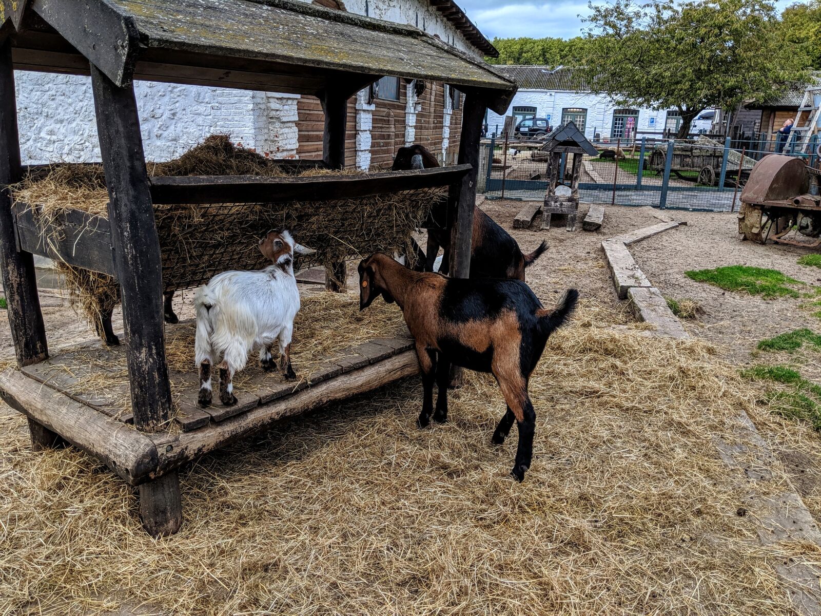 Google Pixel 2 sample photo. Farm, goats, goat photography
