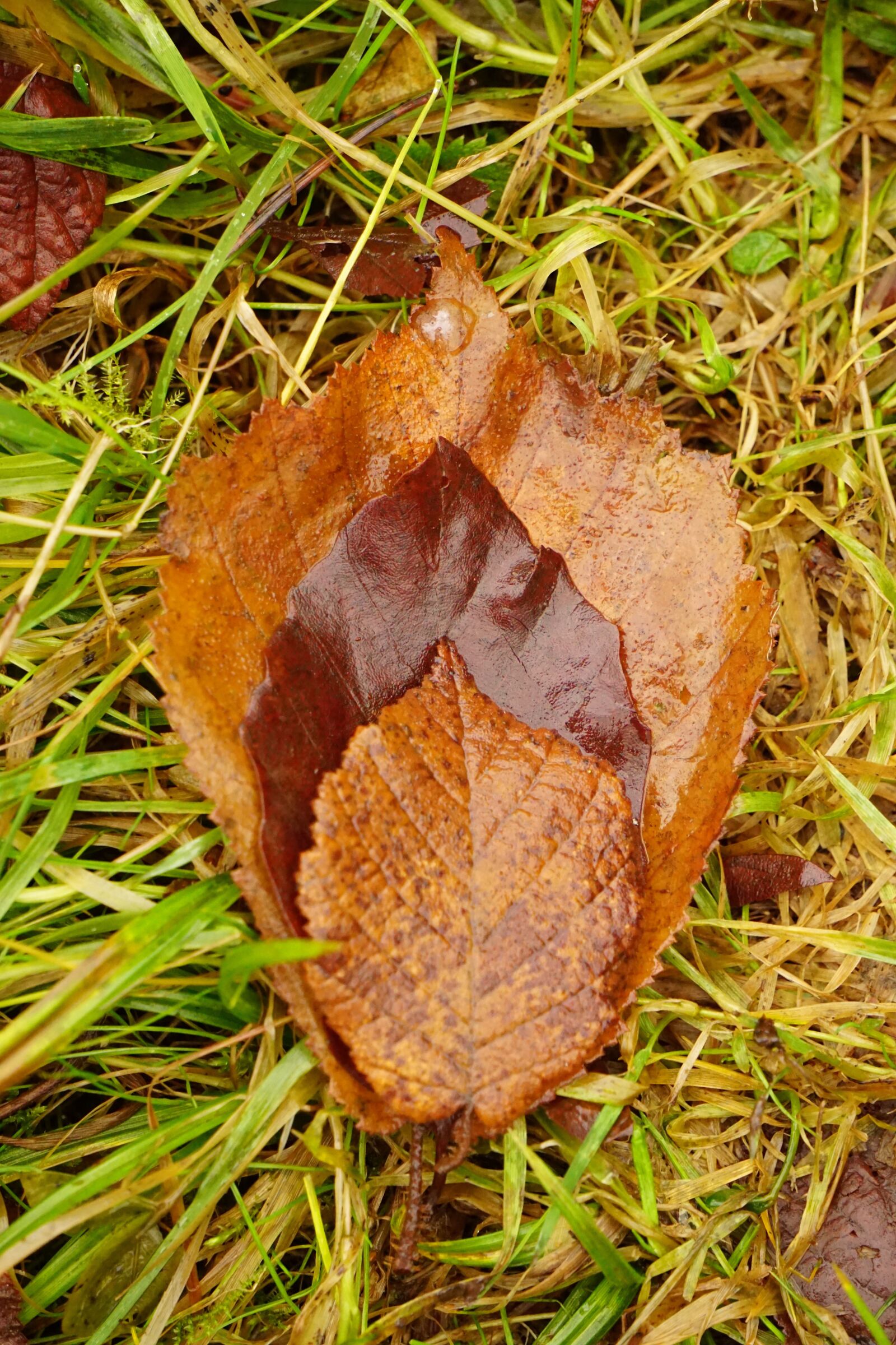 Sony E 55-210mm F4.5-6.3 OSS sample photo. True leaves, colorful, autumn photography