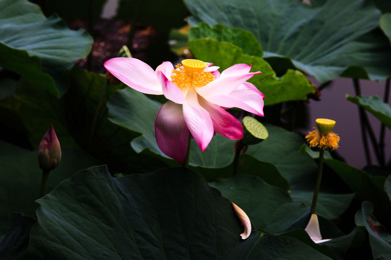 Canon EOS 5D Mark III sample photo. Lotus, flower, throat photography