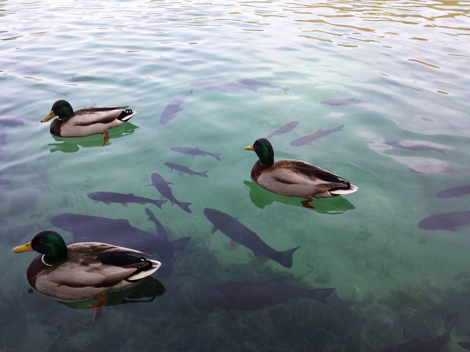 Samsung Galaxy S4 sample photo. Plitvice lake, croatia, lake photography