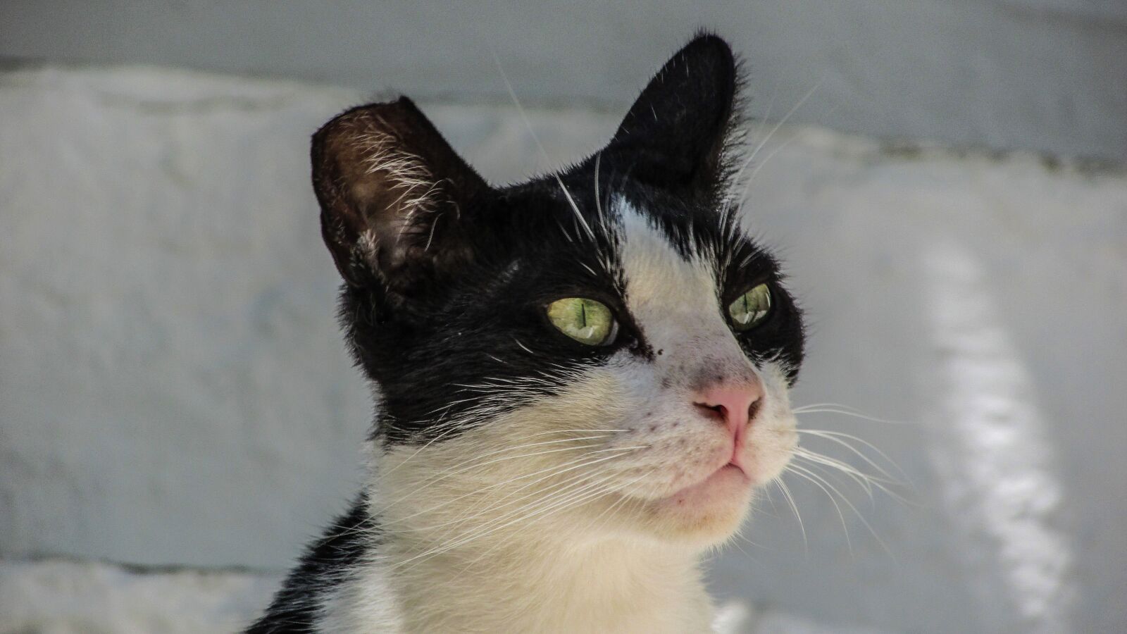 Canon PowerShot SX400 IS sample photo. Cat, stray, kitty photography