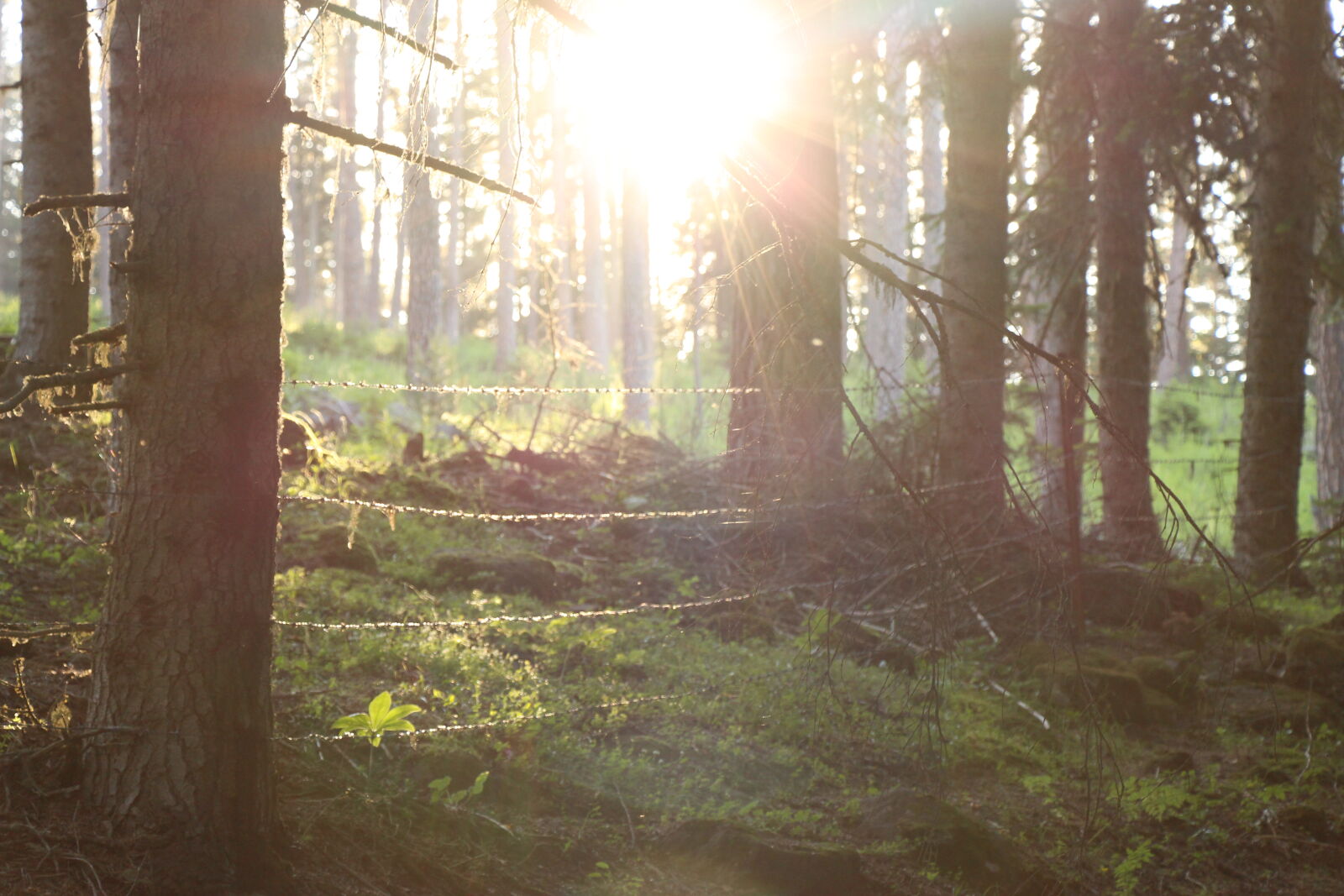 Canon EOS 700D (EOS Rebel T5i / EOS Kiss X7i) sample photo. Forest, mothernature, nature, sunset photography