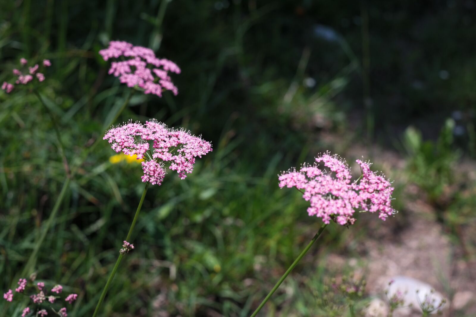 Samsung NX300 sample photo. Yarrow, blueme, blossom photography