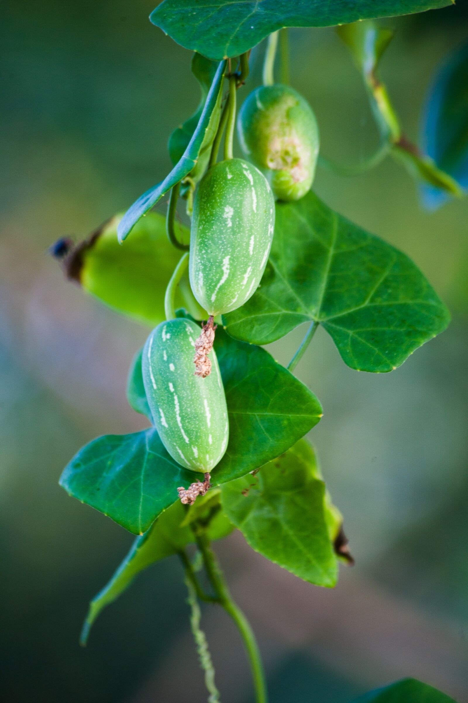 Canon EOS 5D sample photo. Cucumber, nature, fresh photography