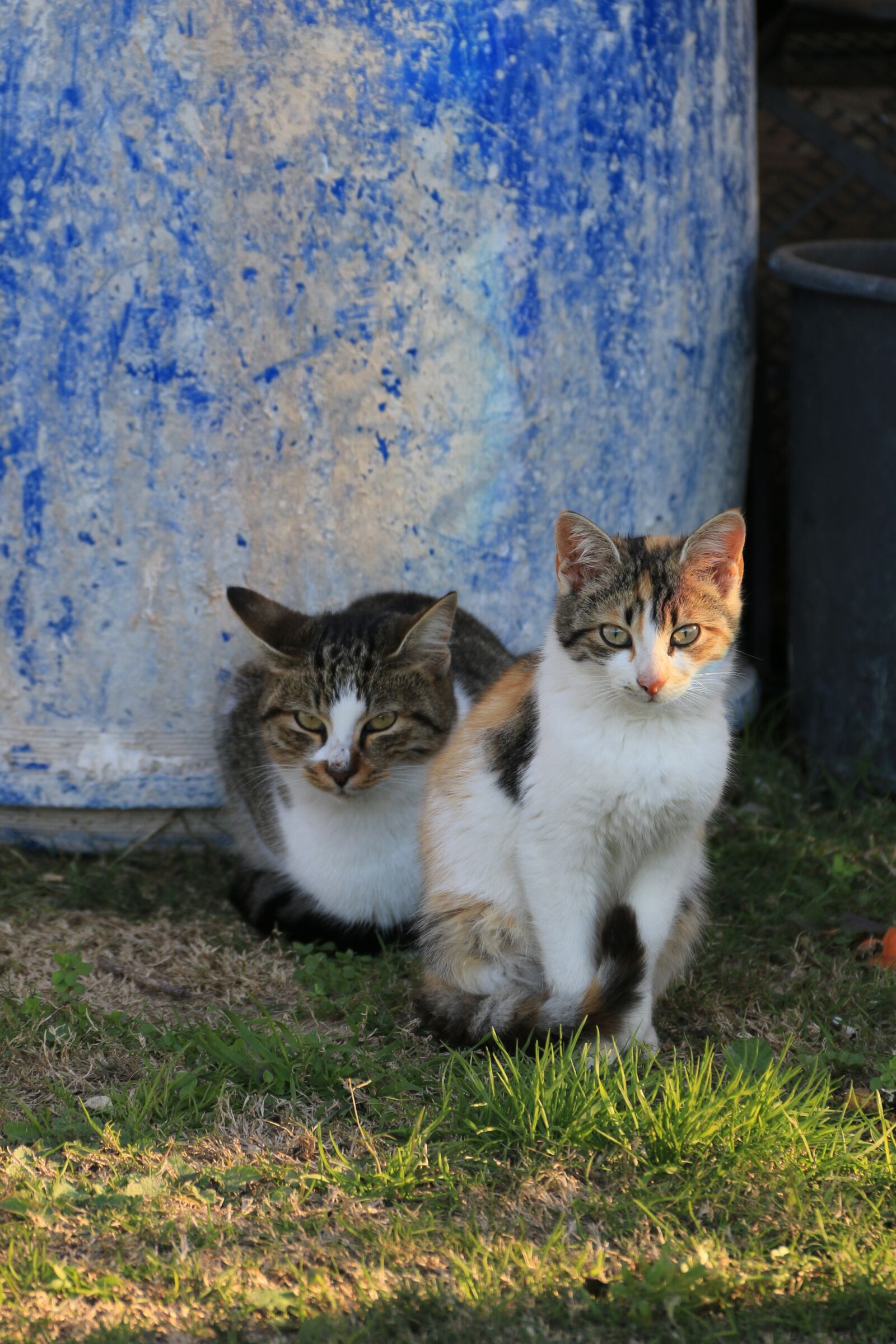 Canon EF-S 18-135mm F3.5-5.6 IS sample photo. Cat, animal, animal portrait photography