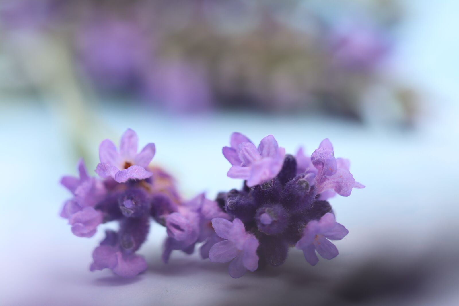 Canon EOS 90D sample photo. Lavender, flower, macro photography