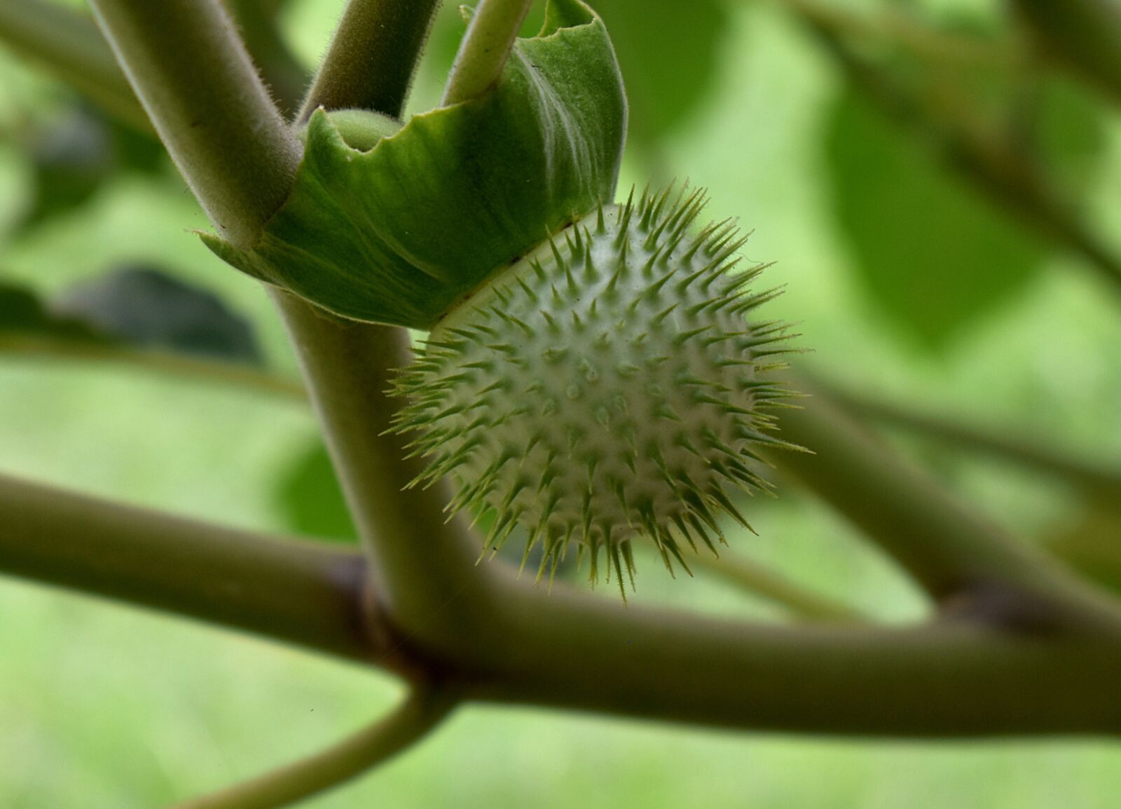 Nikon D5600 sample photo. California manroot, bigroot, fruit photography