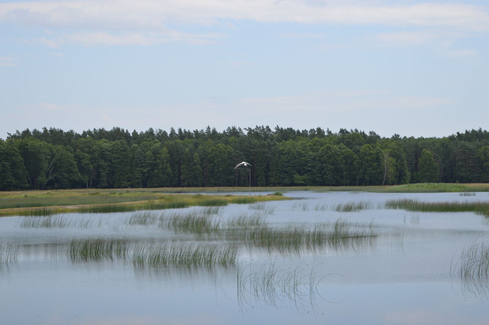 Nikon D3200 sample photo. Zwierzyniec, echo, mite photography