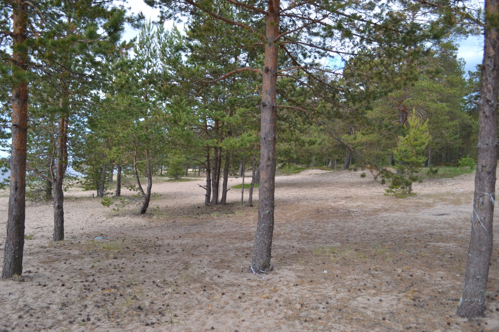 Nikon D3100 sample photo. Nature, trees, landscape photography