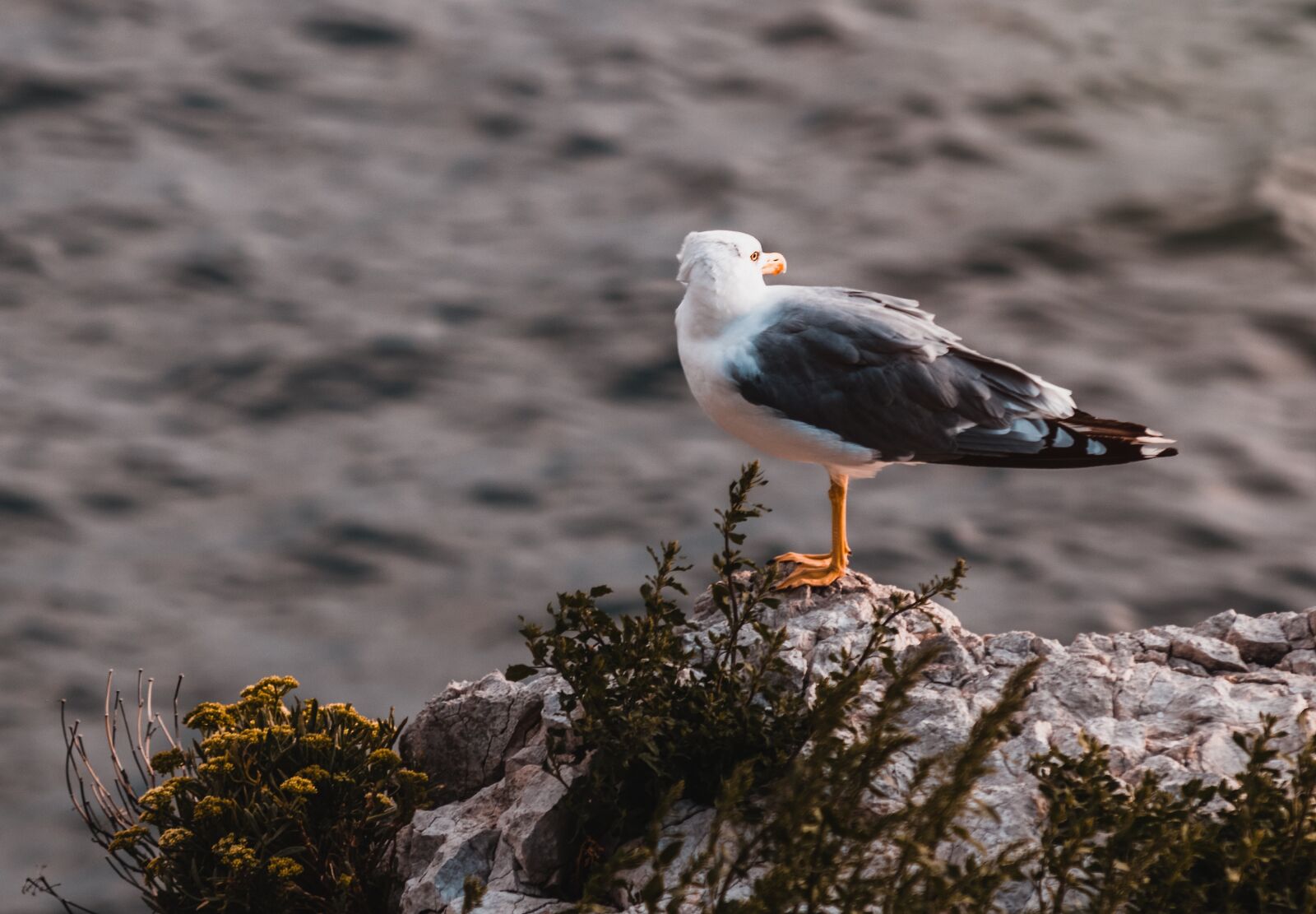Canon EOS 750D (EOS Rebel T6i / EOS Kiss X8i) sample photo. Adler, bird, wildlife photography