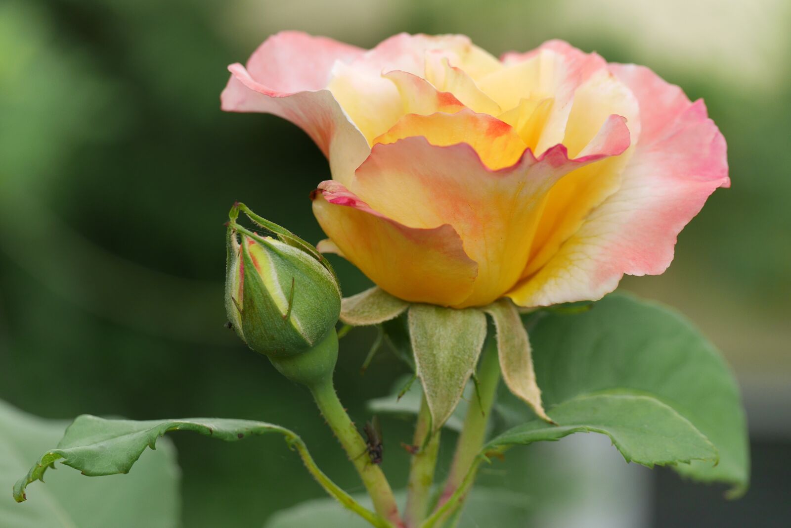Panasonic Lumix DMC-GX7 sample photo. Rose, flower, love photography