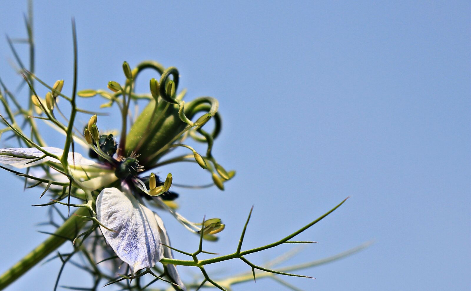 Canon EOS 550D (EOS Rebel T2i / EOS Kiss X4) sample photo. Summer, flower, leaf, nature photography
