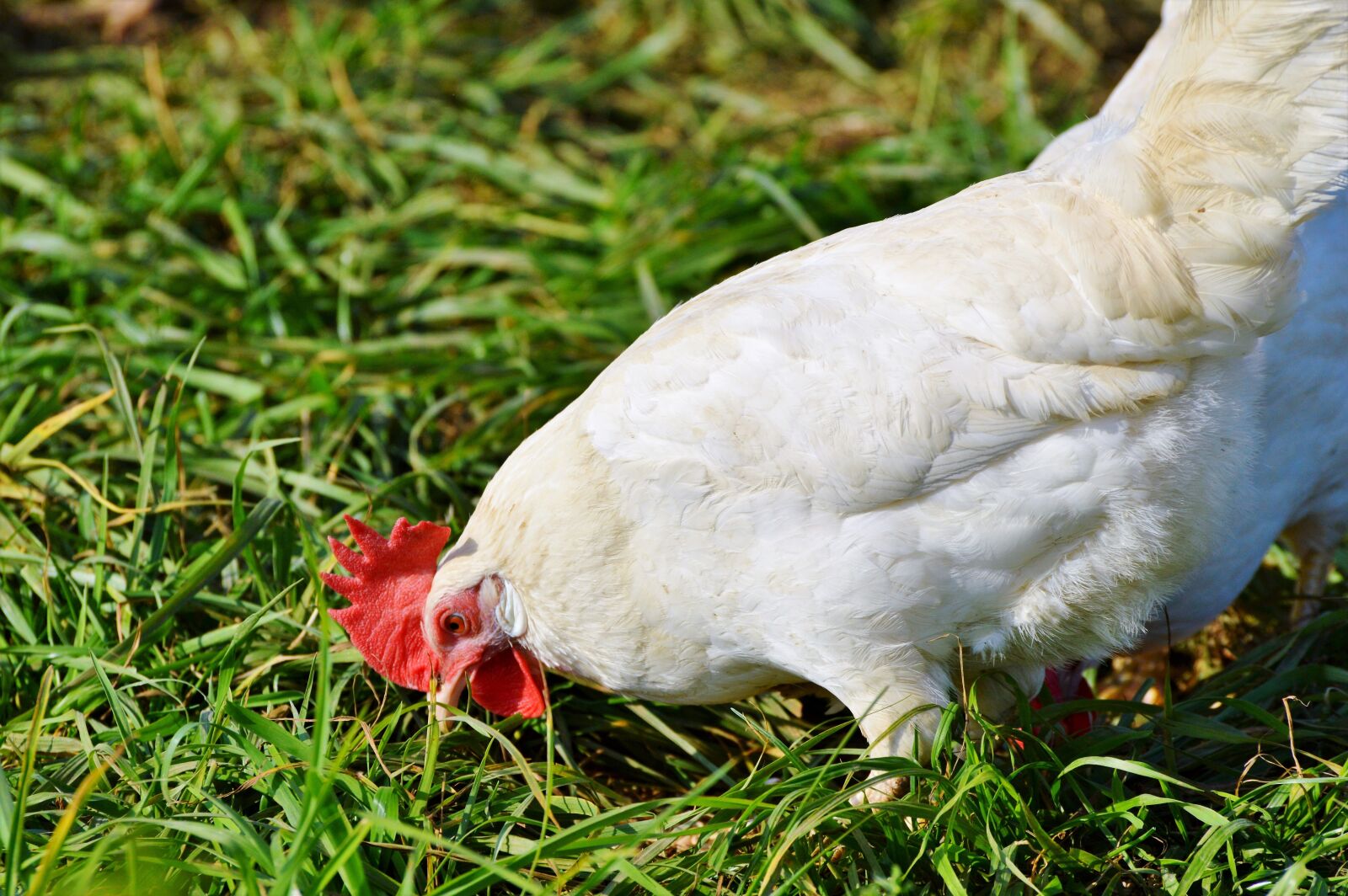 Nikon D3200 sample photo. Chicken, hen, poultry photography