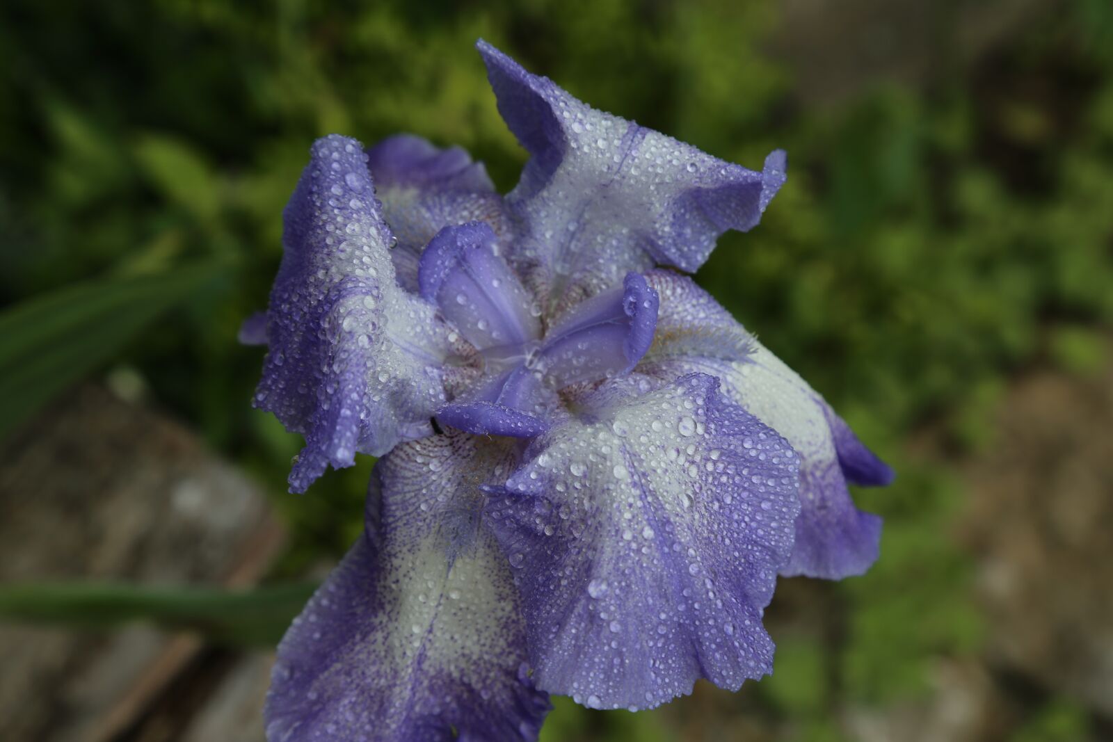 Canon EOS 6D + Canon EF 24-105mm F4L IS USM sample photo. Iris, blossom, bloom photography