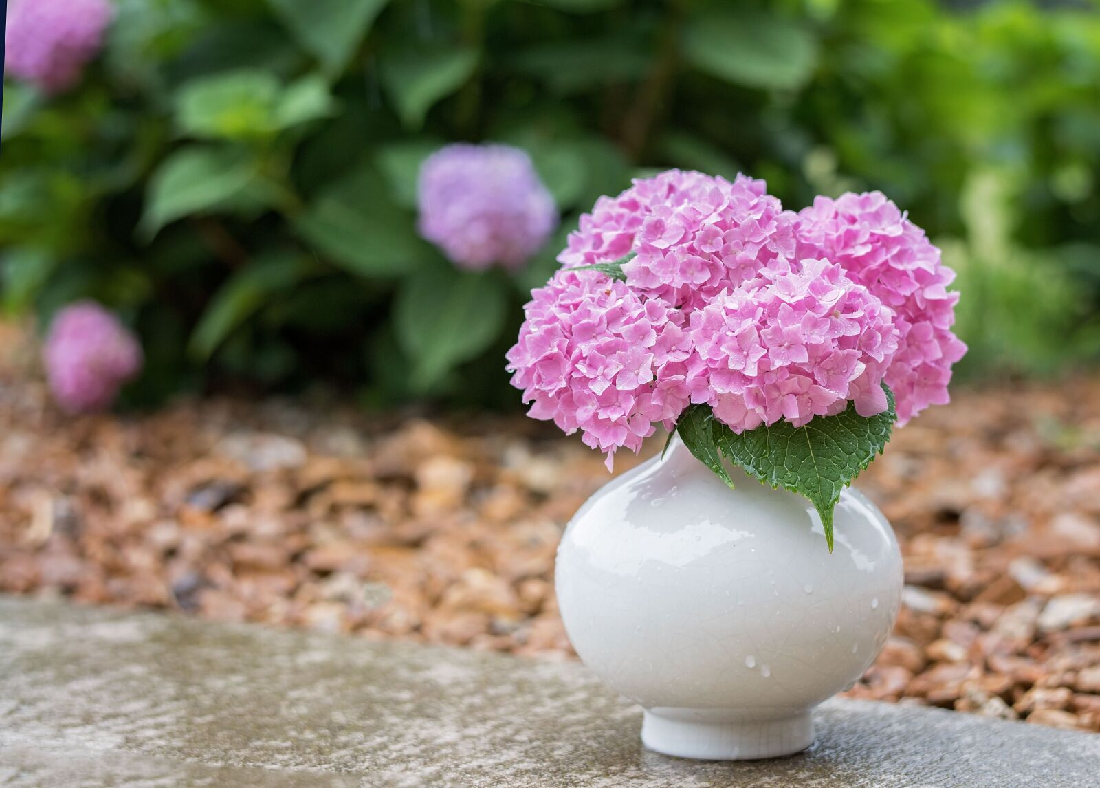 Nikon D810 sample photo. Hydrangea, rain, flower photography