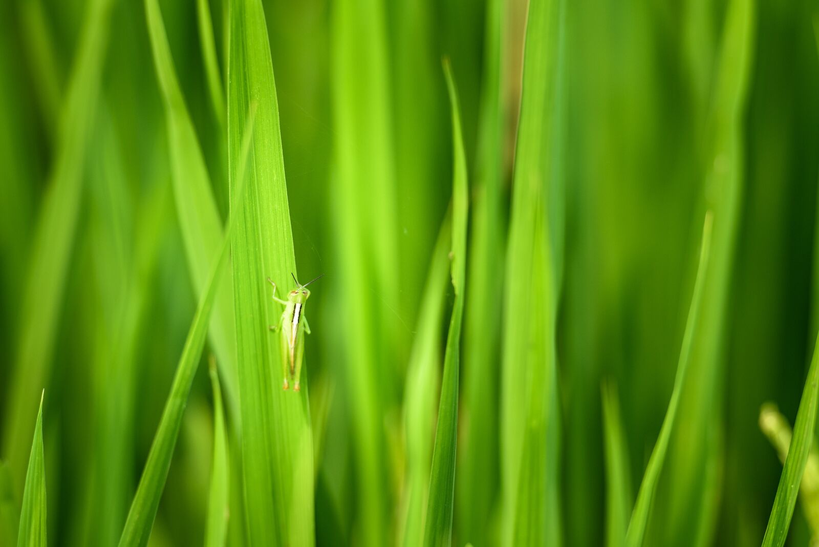 Nikon D810 sample photo. Locust, green grasshopper, rice photography