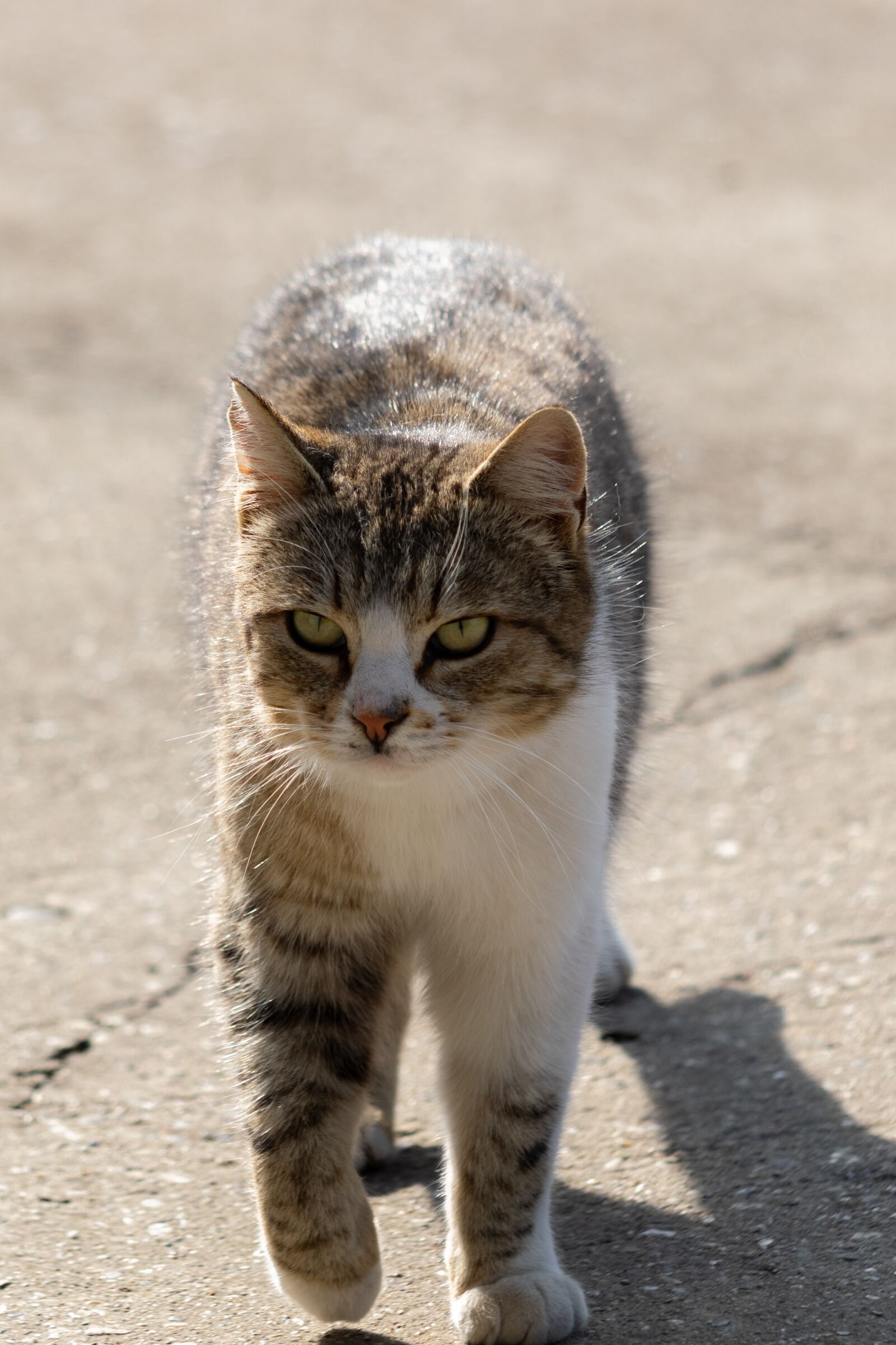 Nikon D3300 sample photo. Kitten, cat, cute photography