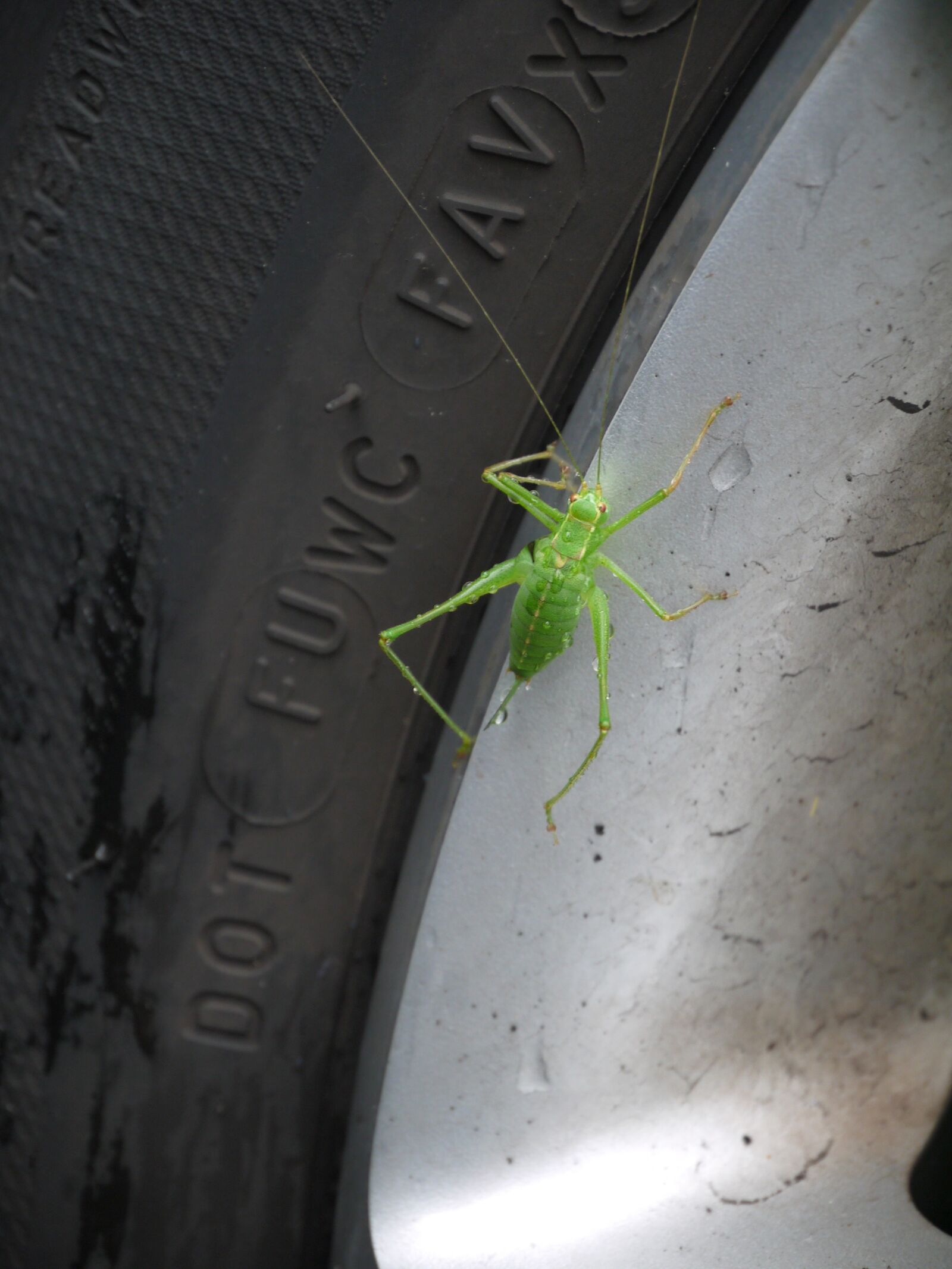 Panasonic Lumix DMC-GF5 sample photo. Grasshopper, green, animal photography