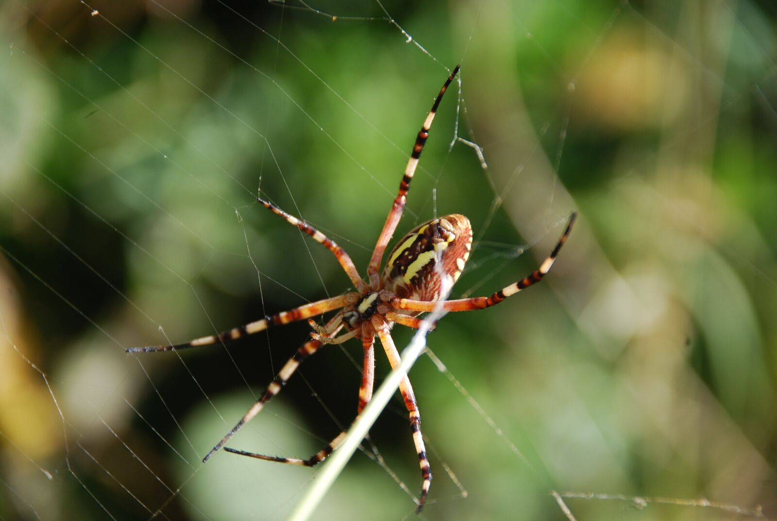 Nikon D40X sample photo. Spider, nature, insects photography