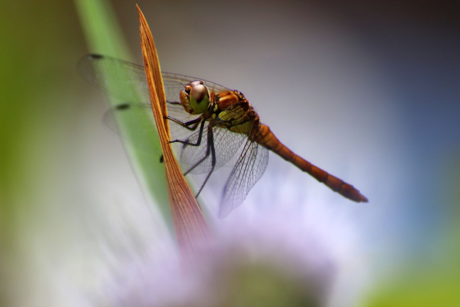 Canon EOS 77D (EOS 9000D / EOS 770D) sample photo. Swamp heath dragonfly, dragonfly photography