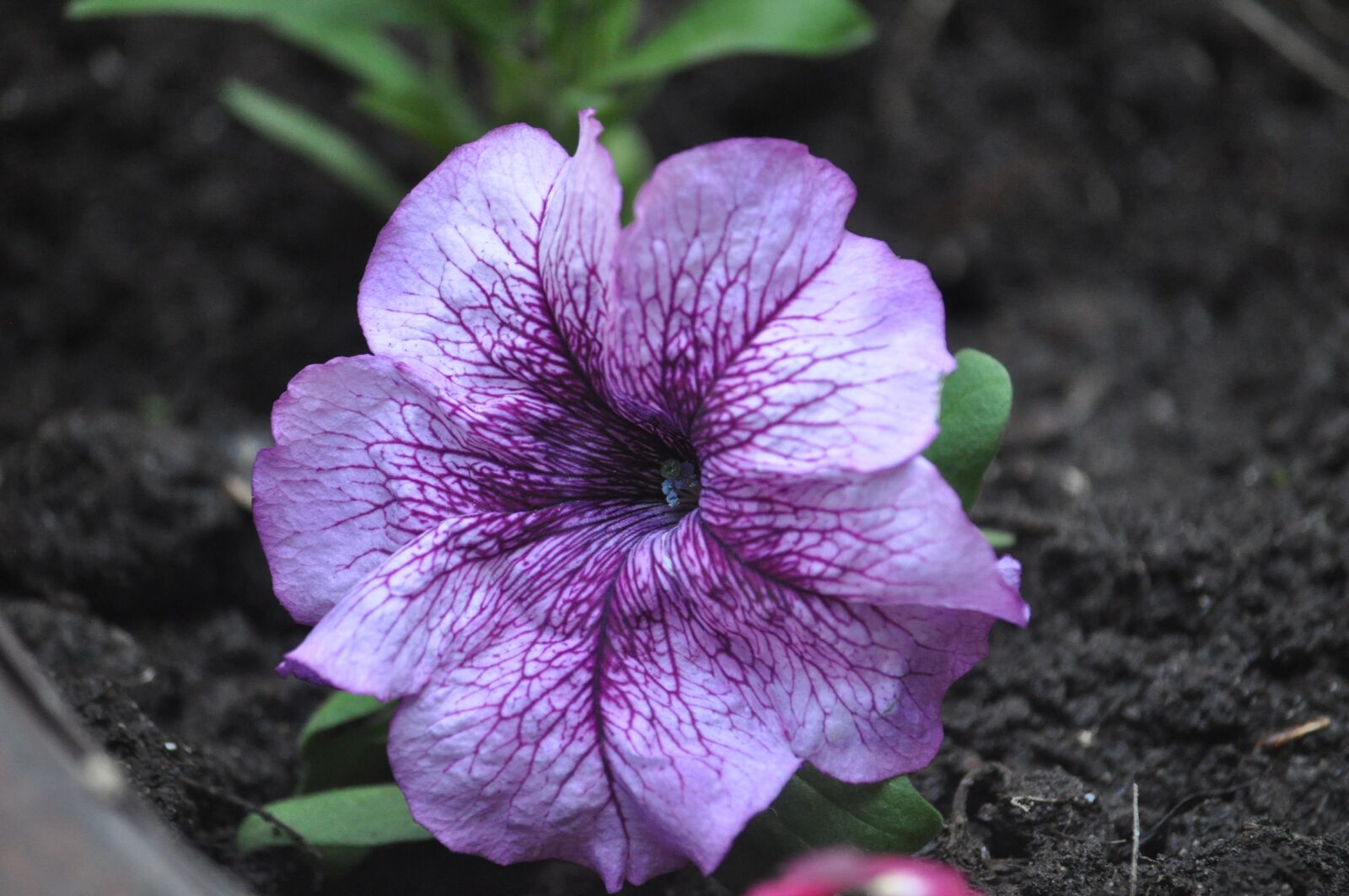 Nikon D5000 sample photo. Flowers, summer, summer flowers photography
