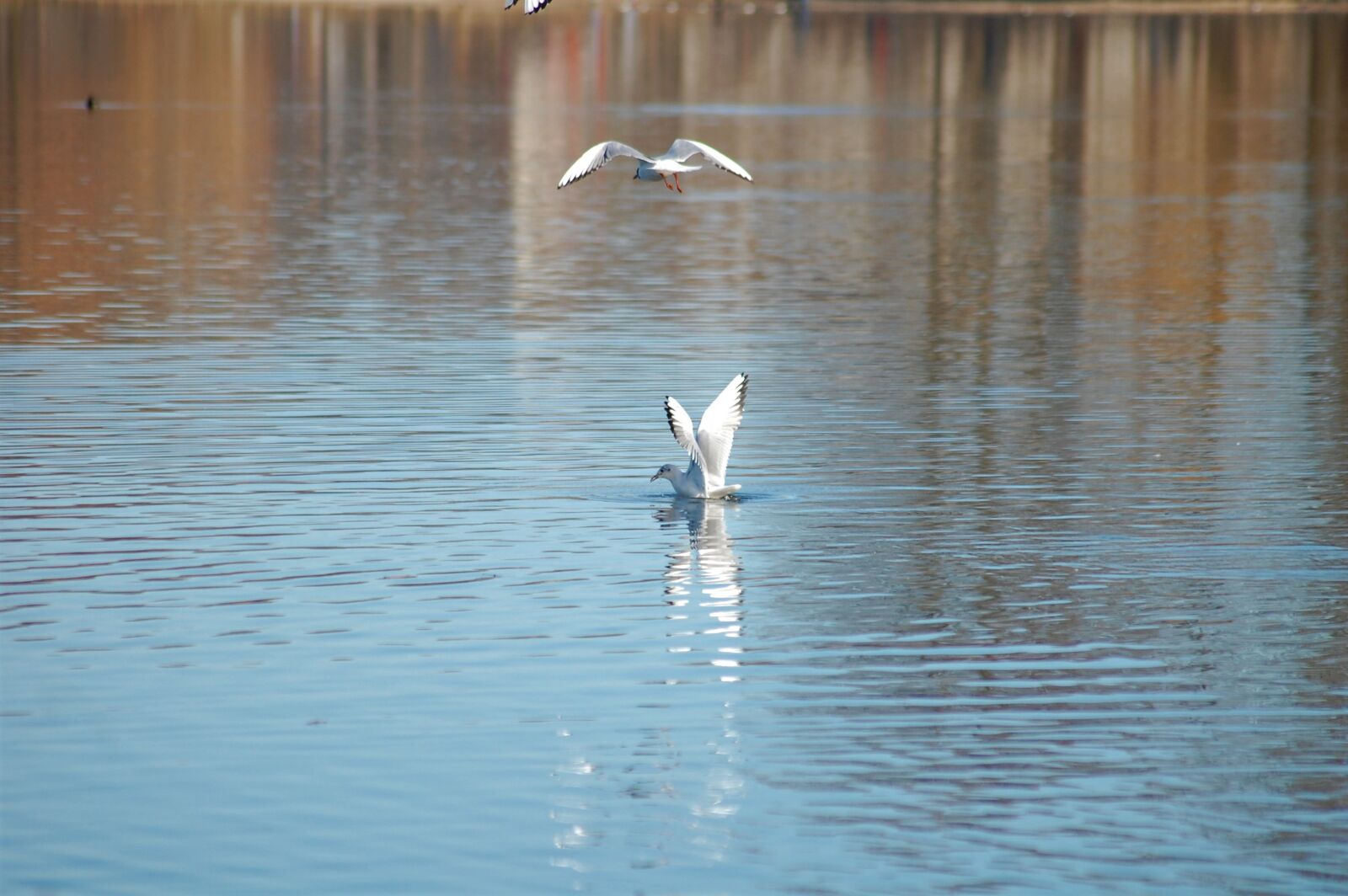 Nikon D40 sample photo. Lake, bird, nature photography