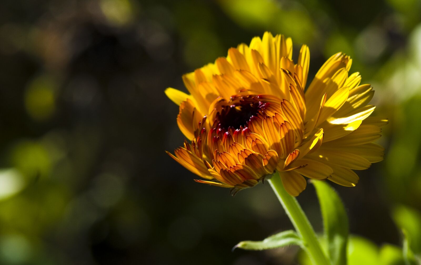 Pentax K-30 sample photo. Blossom, bloom, flower photography