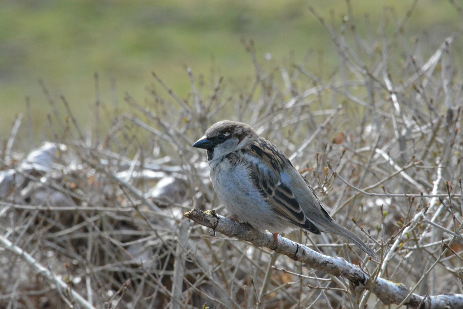 Nikon D5200 sample photo. Sparrow, animal world, bird photography