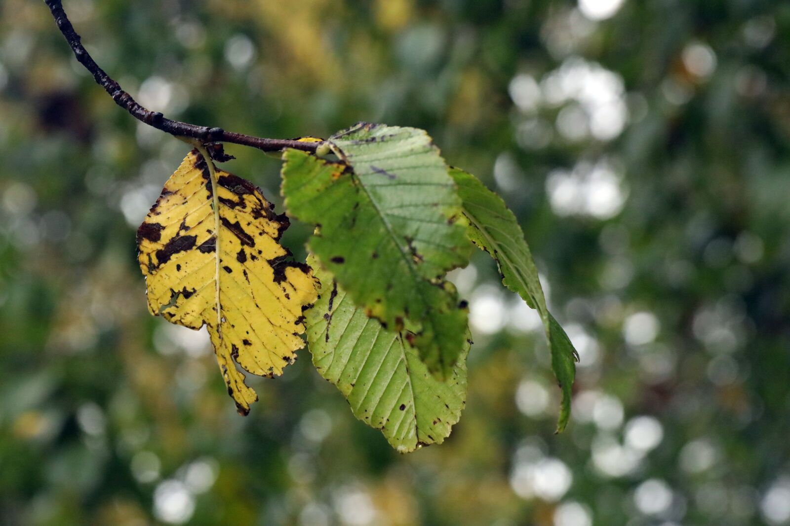 Canon EF 100mm F2.8L Macro IS USM sample photo. Leaves, autumn, nature photography