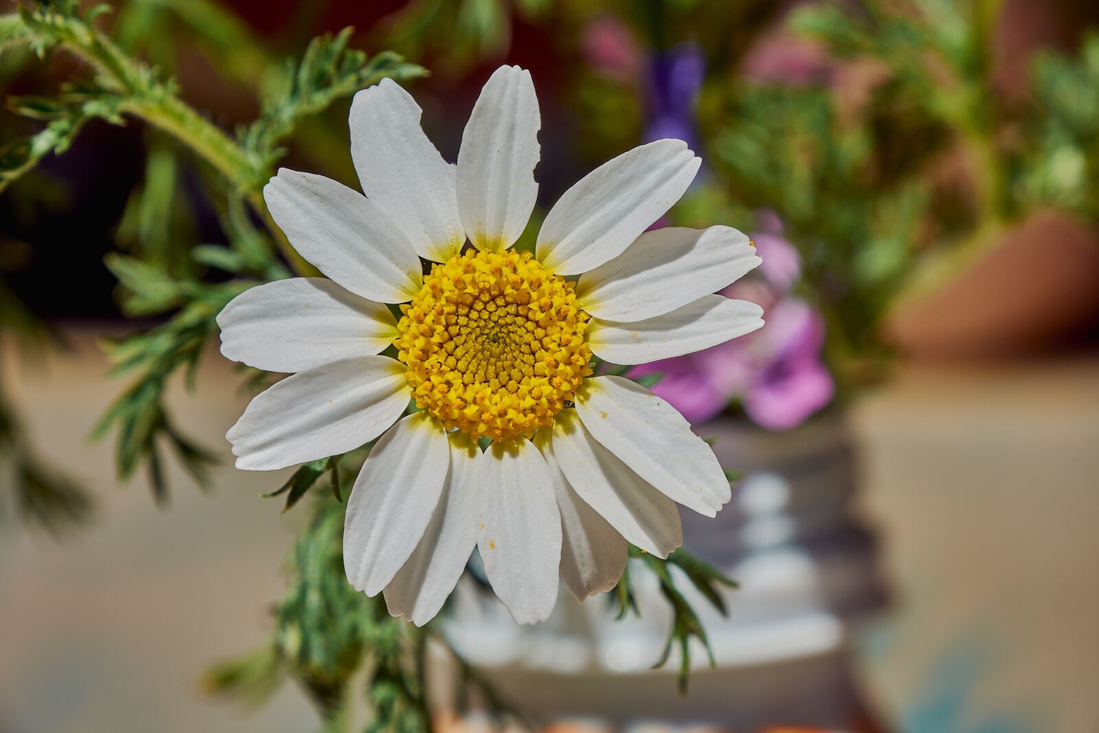 Nikon D7200 sample photo. Margaritas, flower, garden photography