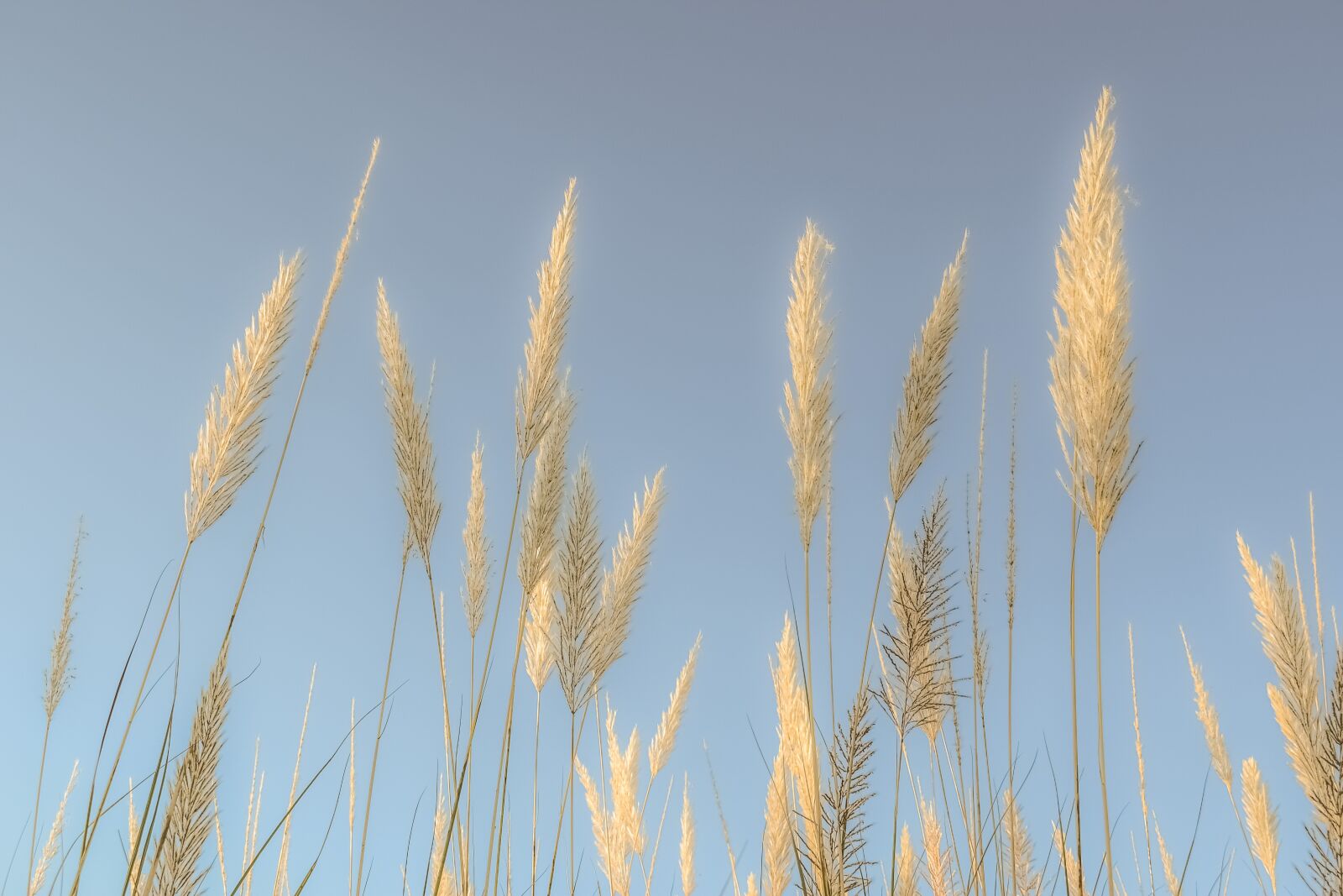 Nikon D3300 sample photo. Reeds, sky, nature photography