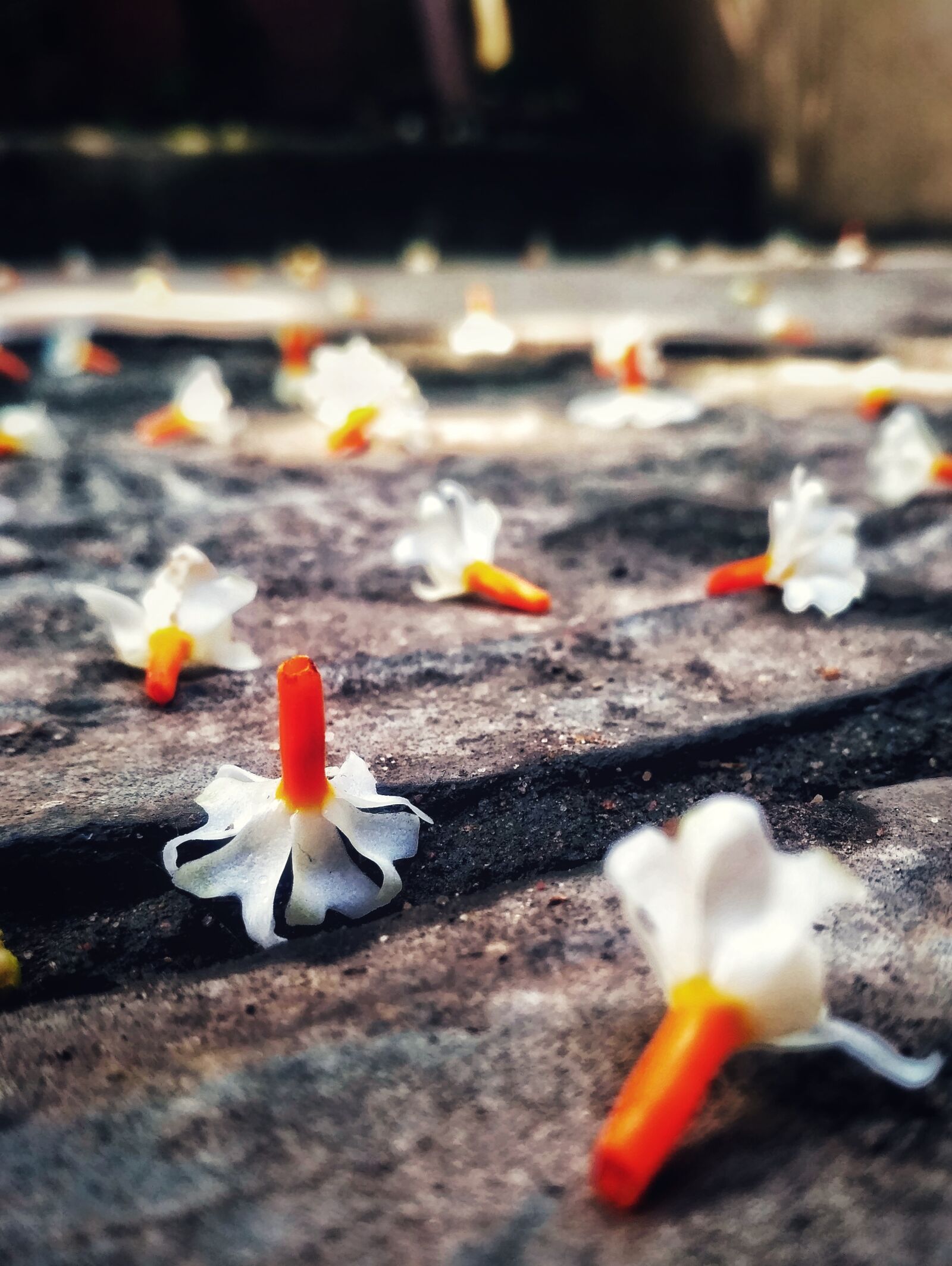 Xiaomi Redmi 3S sample photo. Flower, morning, night-flowering jasmine photography