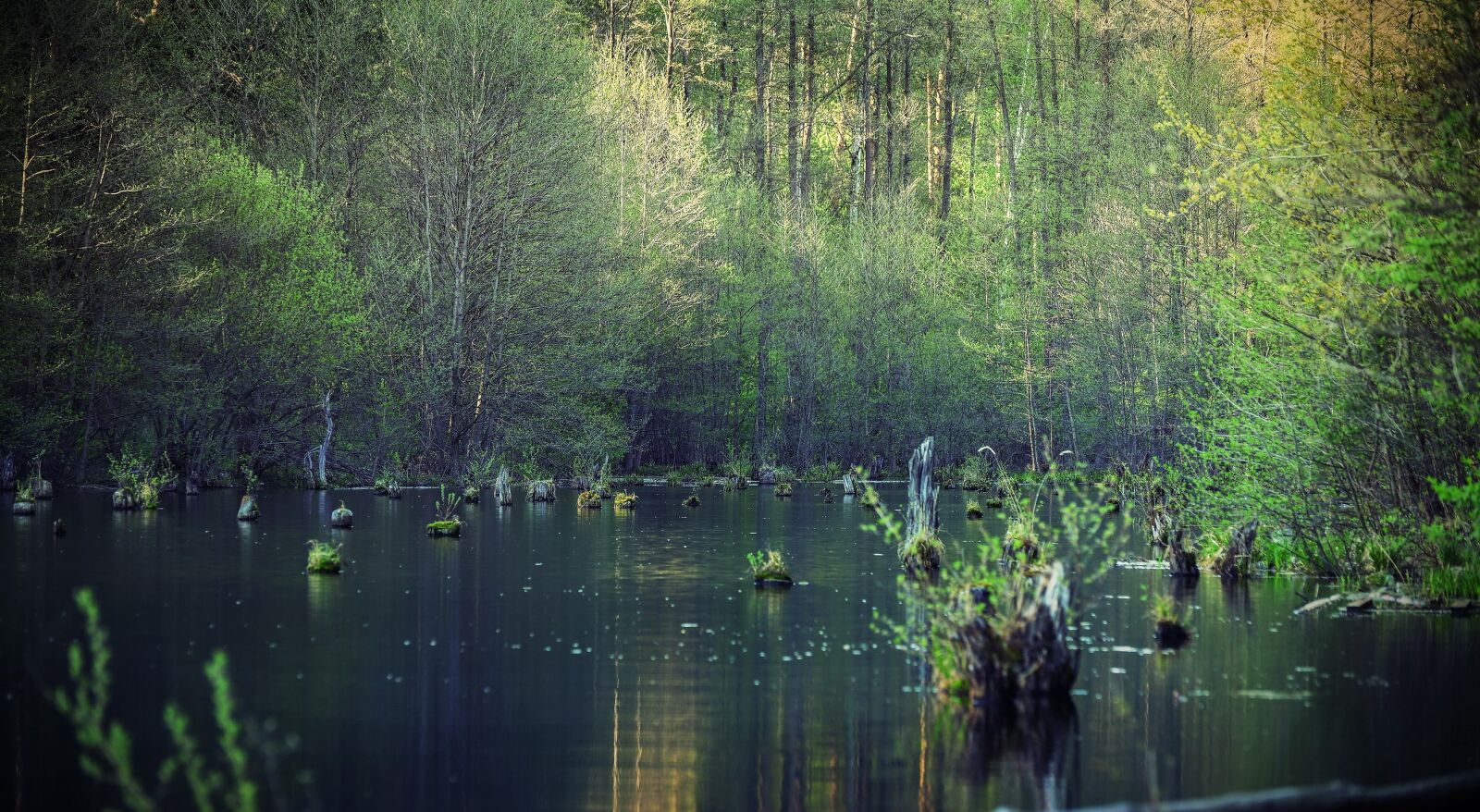 Nikon D800 sample photo. Water, nature, reflection photography