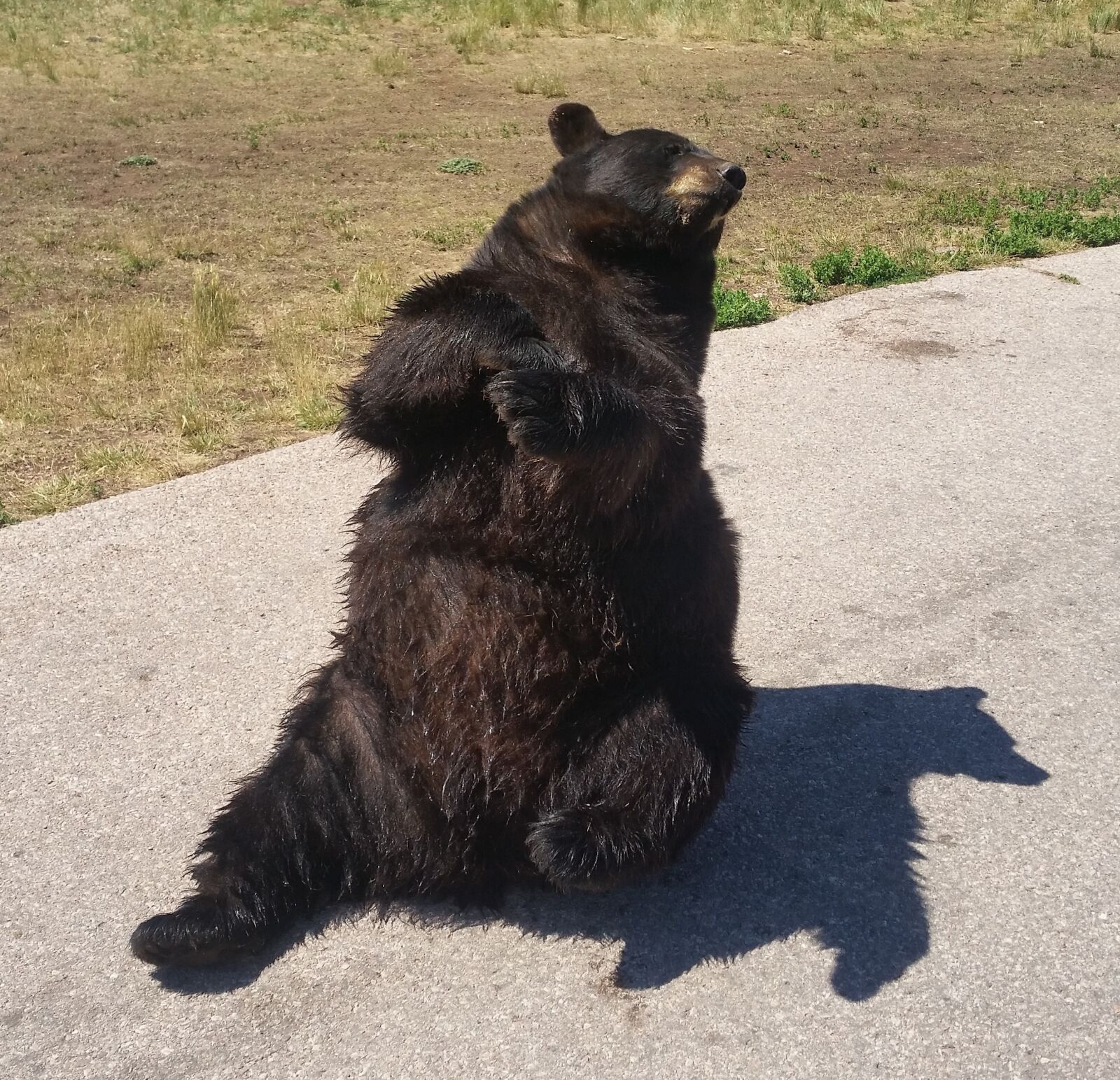 Samsung Galaxy S5 sample photo. Bear, black bear, zoo photography