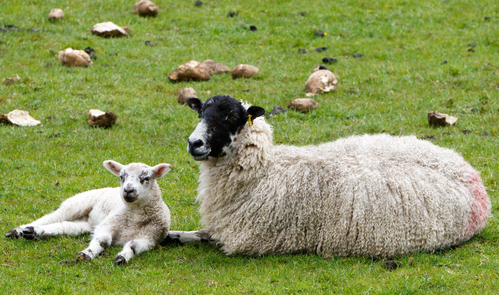 Canon EOS 7D Mark II + Canon EF 70-200mm F2.8L IS USM sample photo. Sheep, lamb, ewe photography
