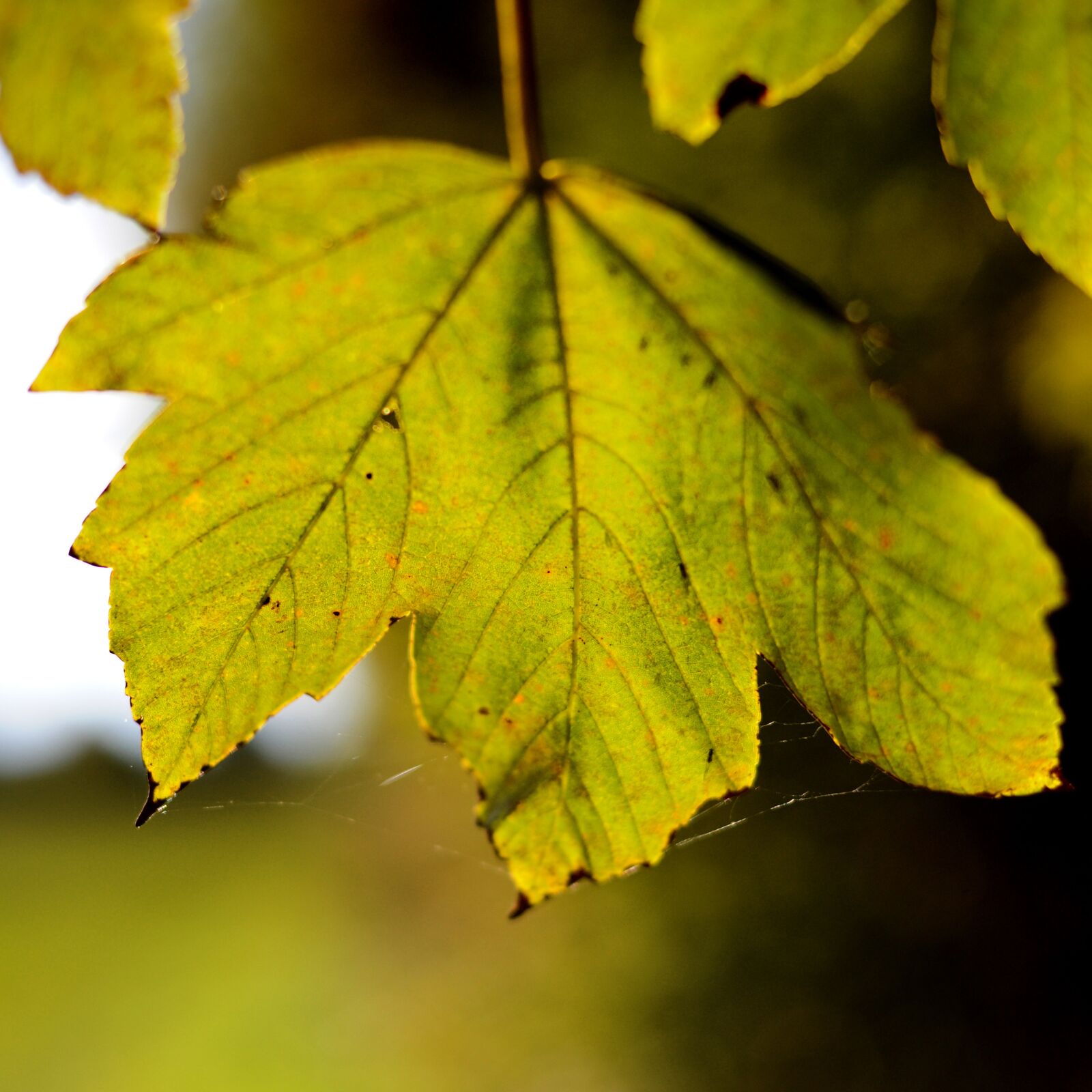 Nikon D3X sample photo. Maple leaf, backlighting, maple photography