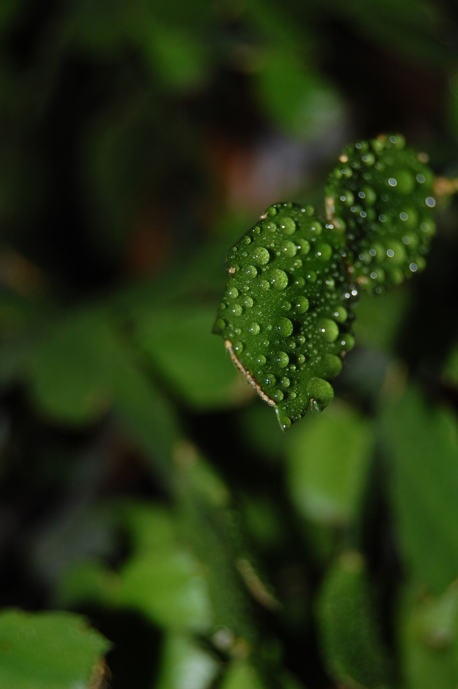 Nikon D40 sample photo. Drops, plant, grudniczek photography