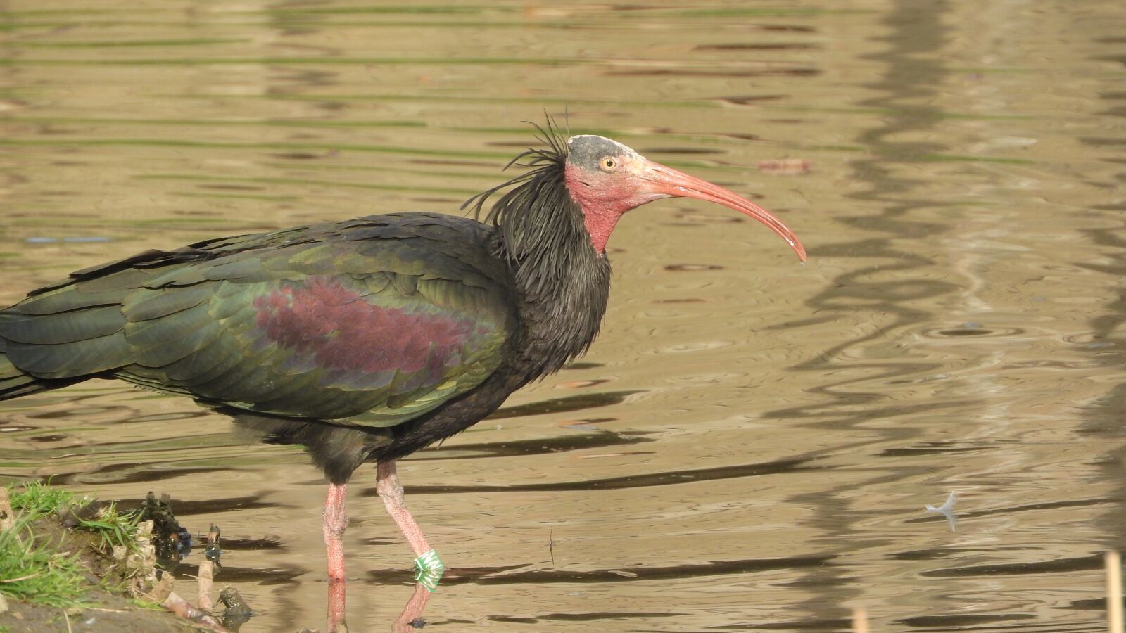 Nikon Coolpix P610 sample photo. Geronticus eremita, ibis rock photography