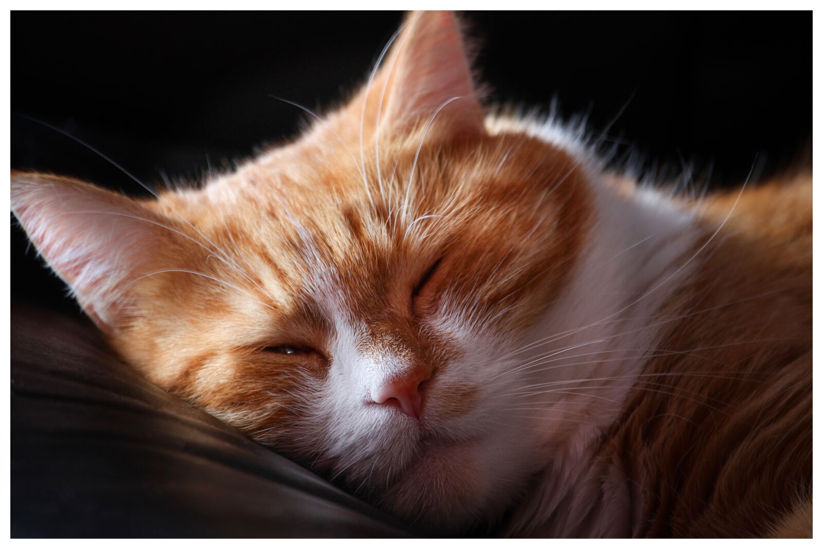 Canon EOS 7D + Canon EF-S 55-250mm F4-5.6 IS STM sample photo. Cat, sleeps, dream photography