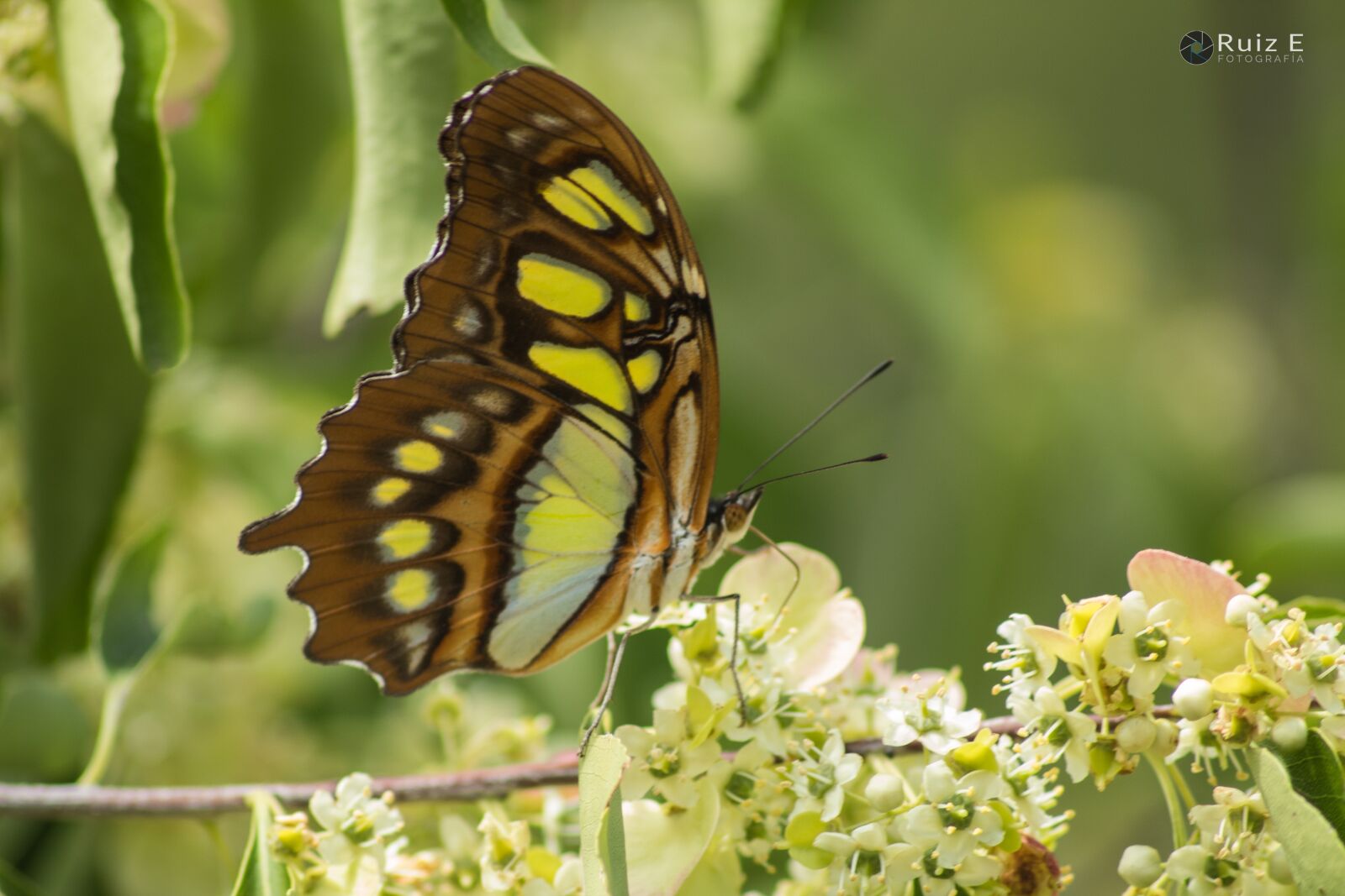 Canon EOS 1300D (EOS Rebel T6 / EOS Kiss X80) sample photo. Mariposa, animal, butterfly photography