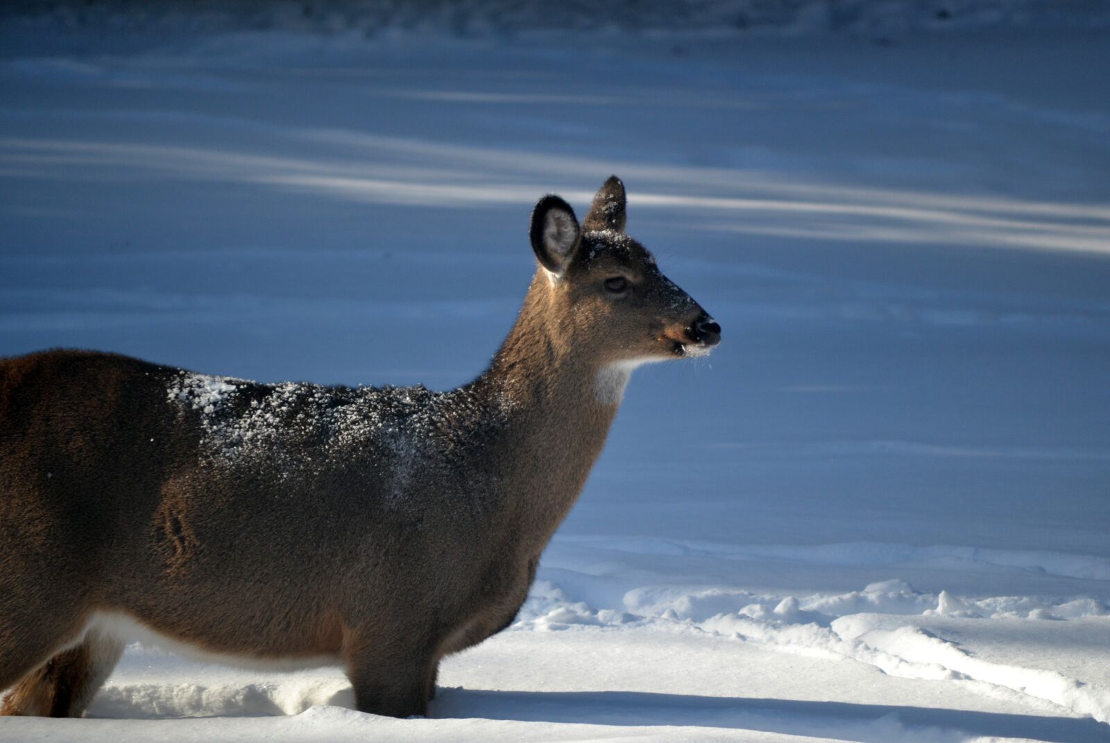 Nikon D3100 sample photo. Animal, deer, standing photography