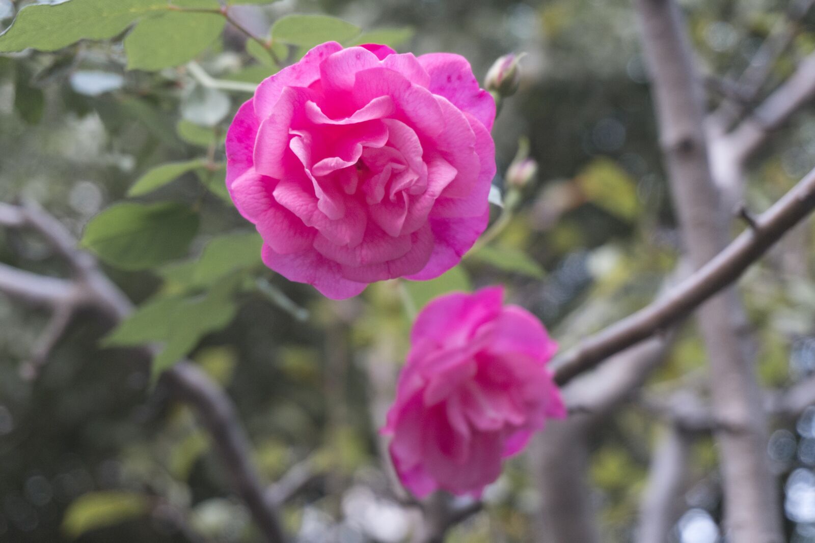 Sony E 16-50mm F3.5-5.6 PZ OSS sample photo. Pink, rose, garden photography