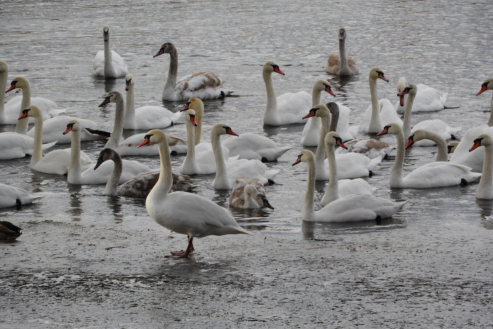 Nikon Coolpix P610 sample photo. Swans, waterfowl, water birds photography