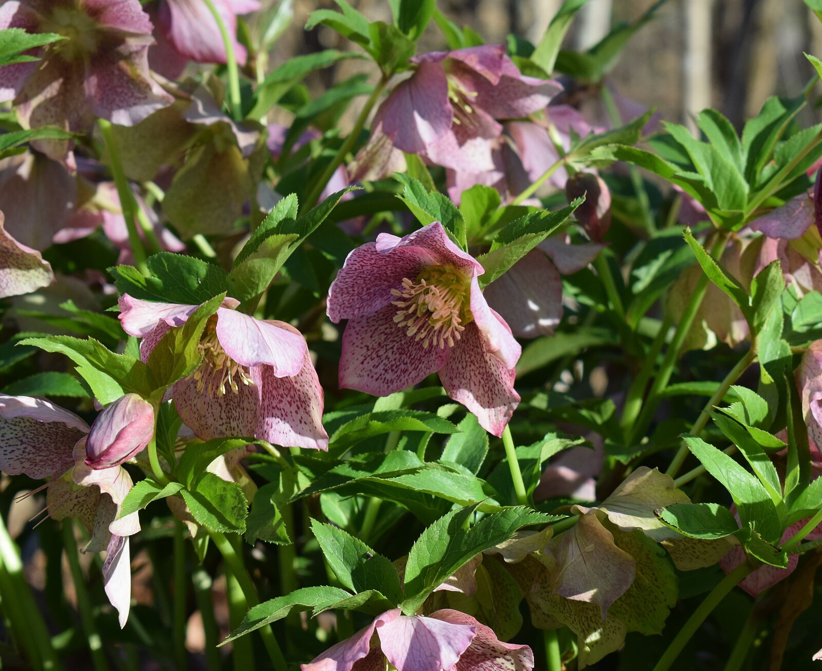 Nikon D3300 sample photo. Pink hellebore, pink lenten photography