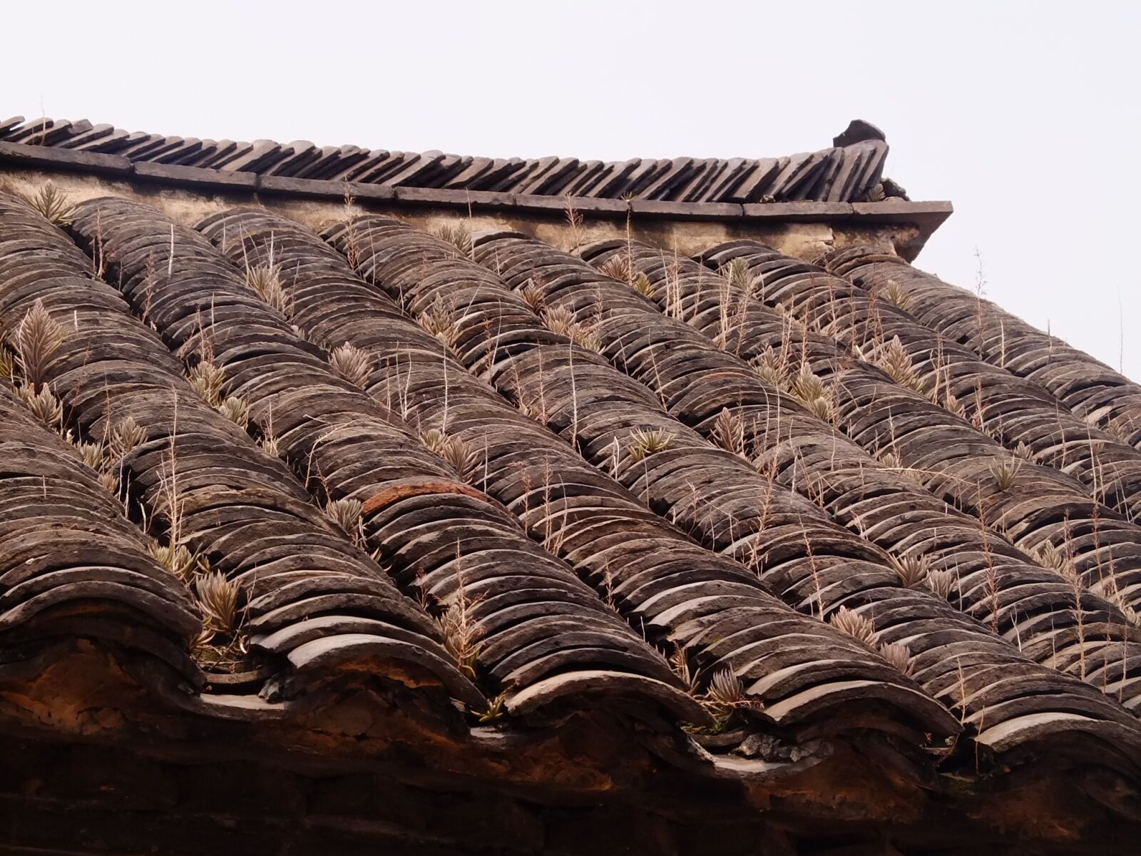 Fujifilm X10 sample photo. Tiles, roof, grass photography