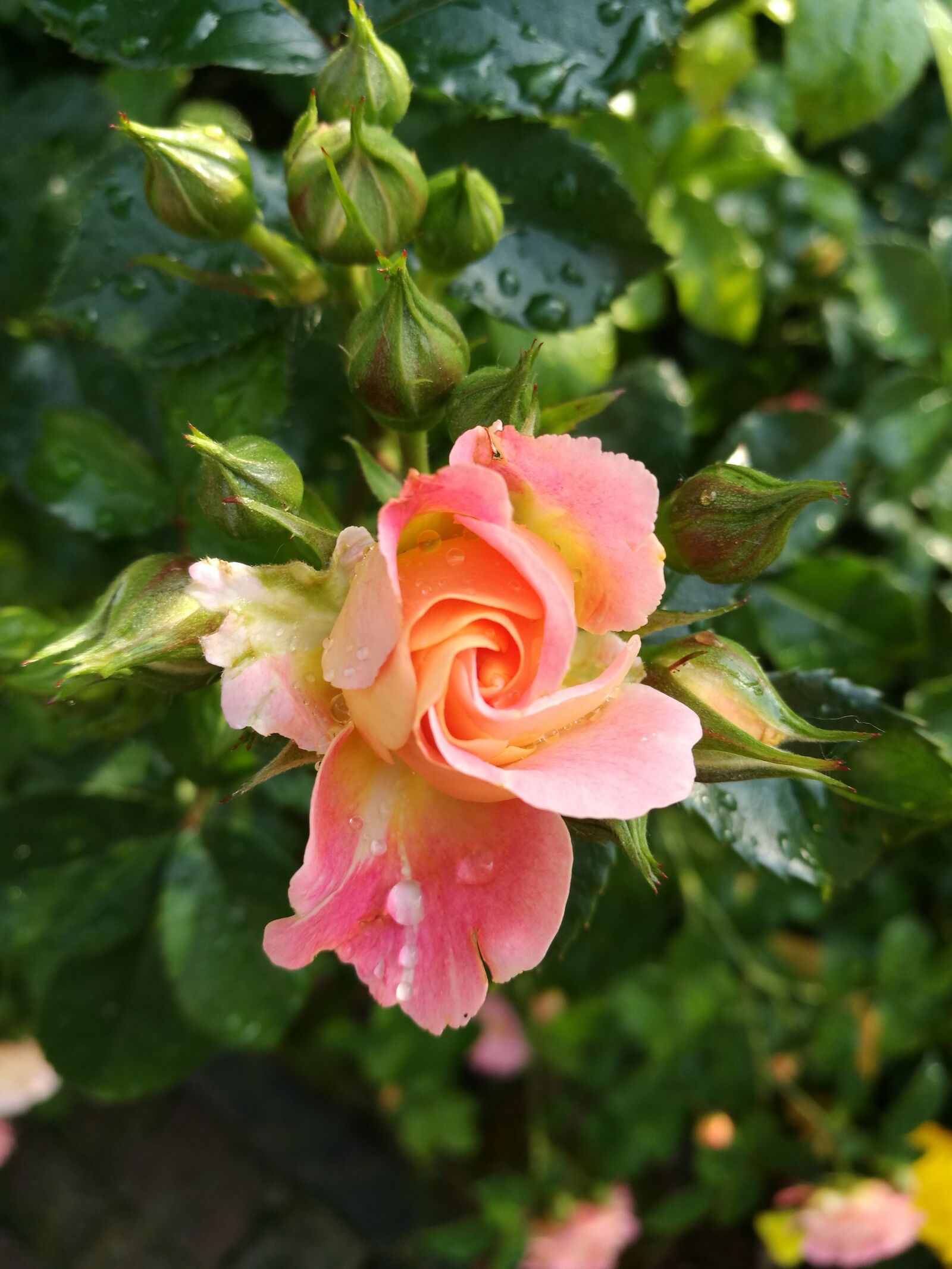 HUAWEI P9 sample photo. Flower, rosa, bloom photography