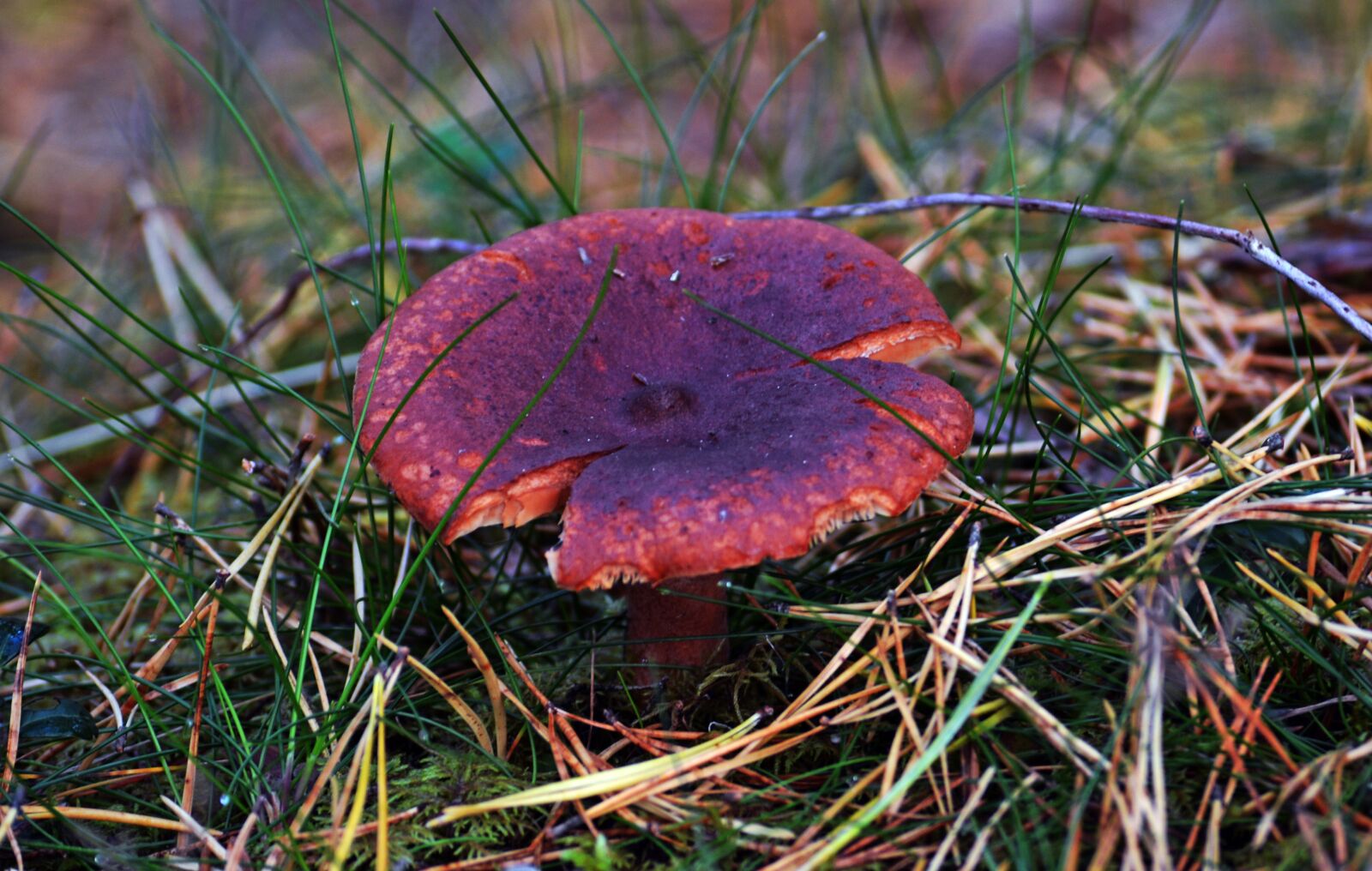 Nikon D5200 sample photo. Autumn, grass, needles photography