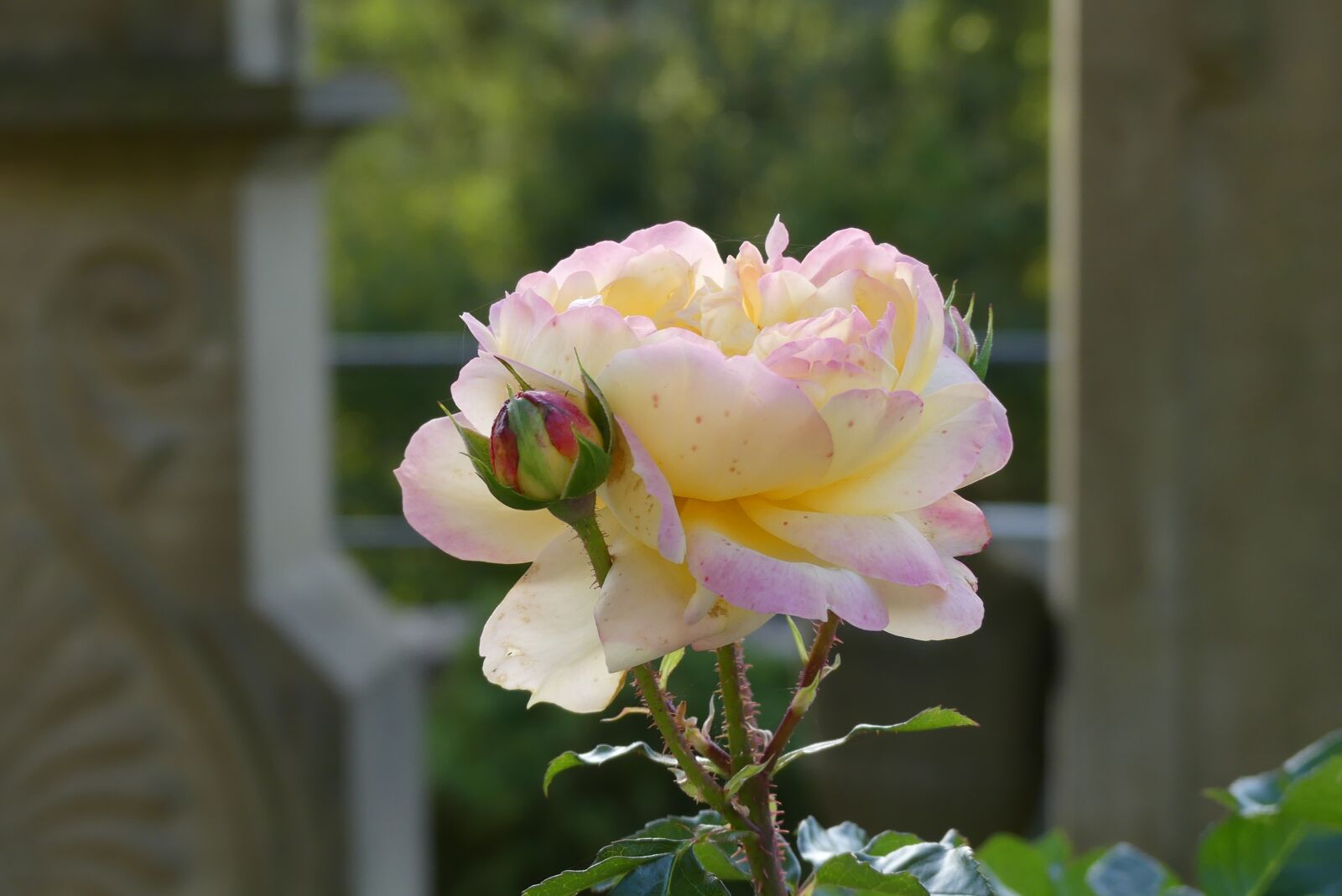 Panasonic Lumix DMC-FZ300 sample photo. Rose, blossom, bloom photography