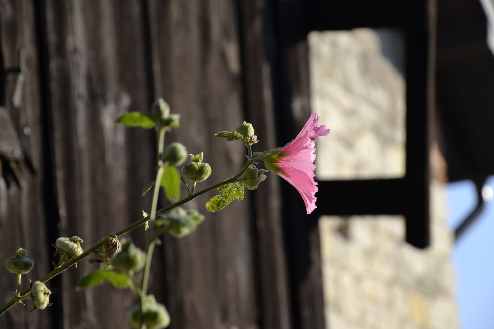 Nikon D3100 sample photo. Flower, plant, nature photography